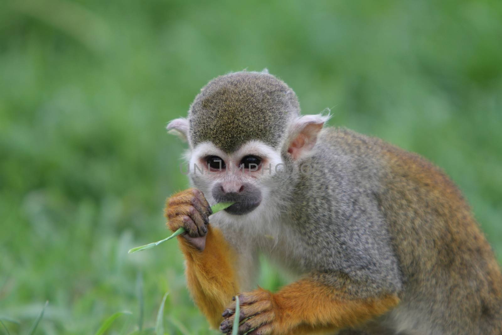Squirrel monkey by mitzy