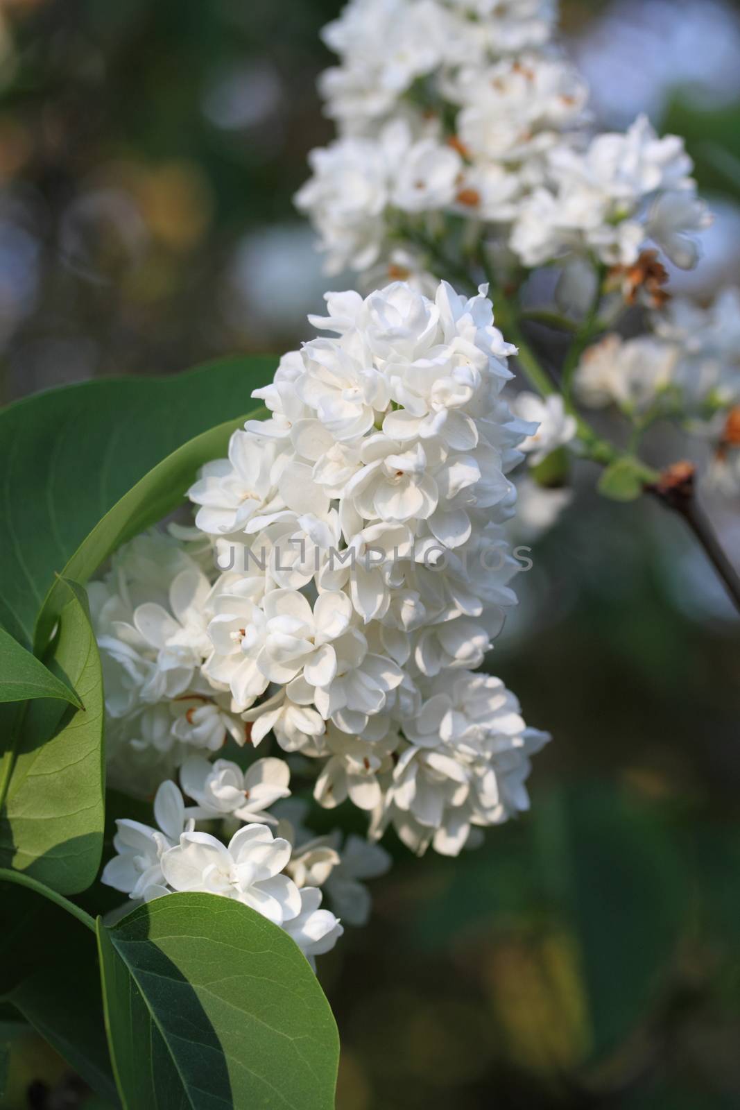 White lilac (Syringa) by mitzy