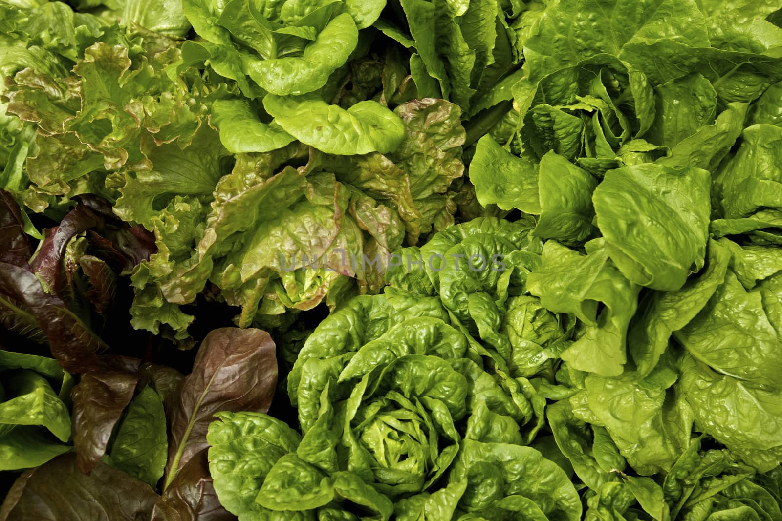 Fresh lettuce, Vegetable garden with healthy organic salad leaves