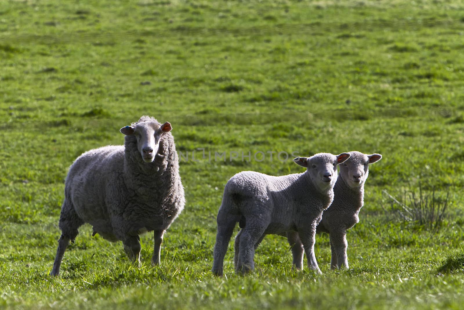 Cute Young Baby Lambs in Field