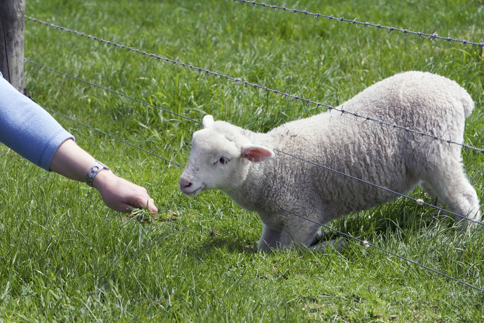 Lamb, grazing by instinia