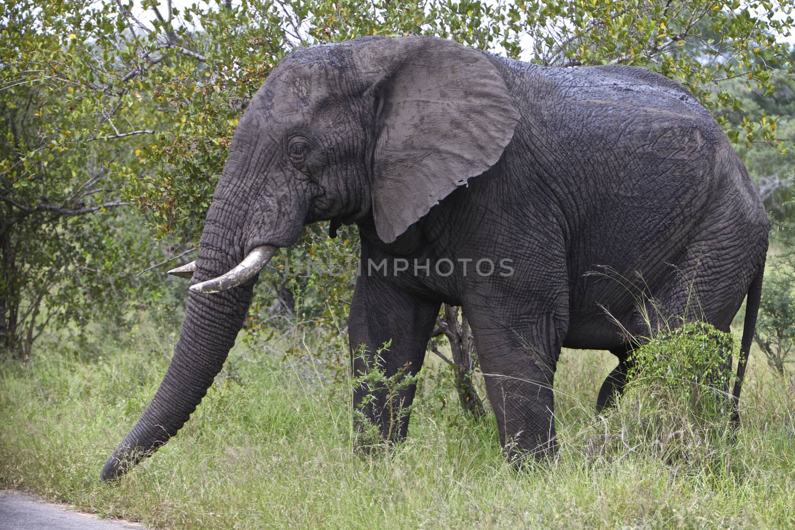 A bull elephant in Kruger National Park, South Africa