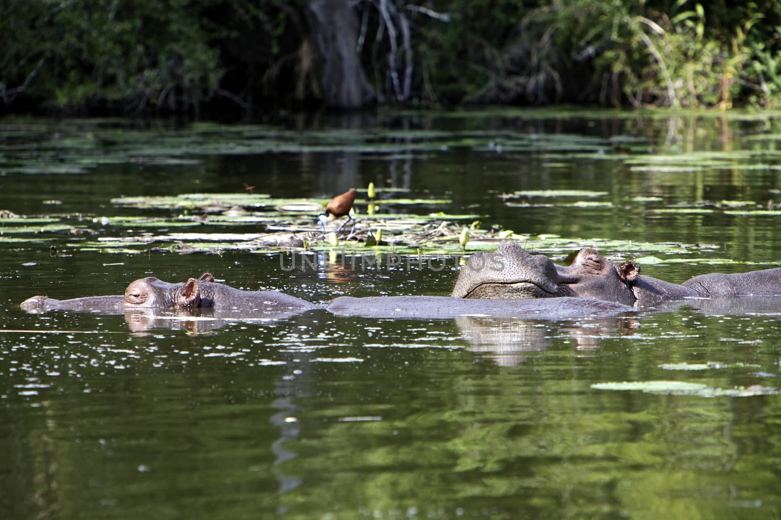 Hippopotamus in a pond, Kruger National Park, South Africa