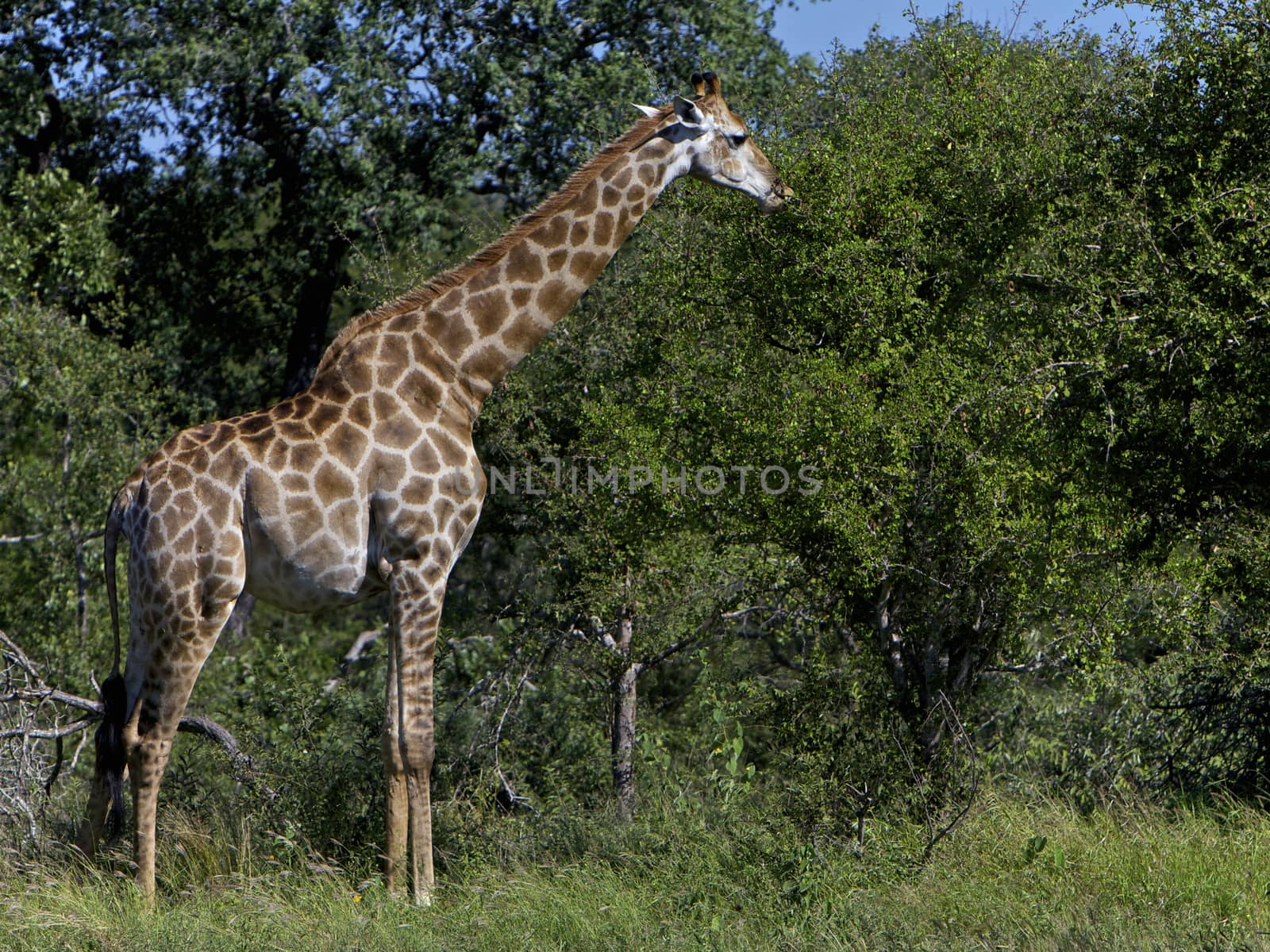 Giraffe Eating by instinia