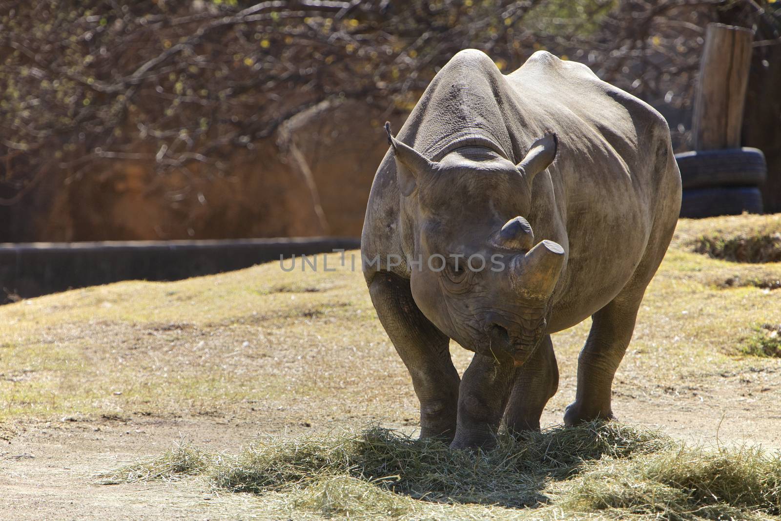 Rhino, endanger animal, South Africa