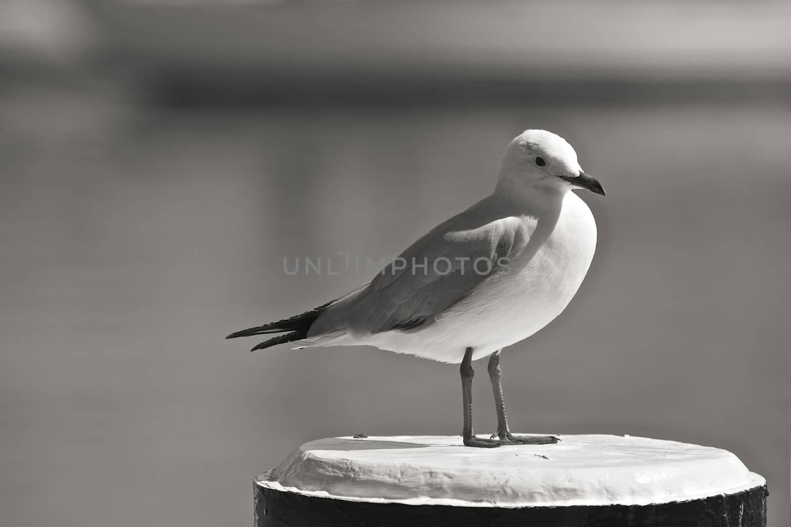 White Seagull Standing on a Beach Pole by instinia