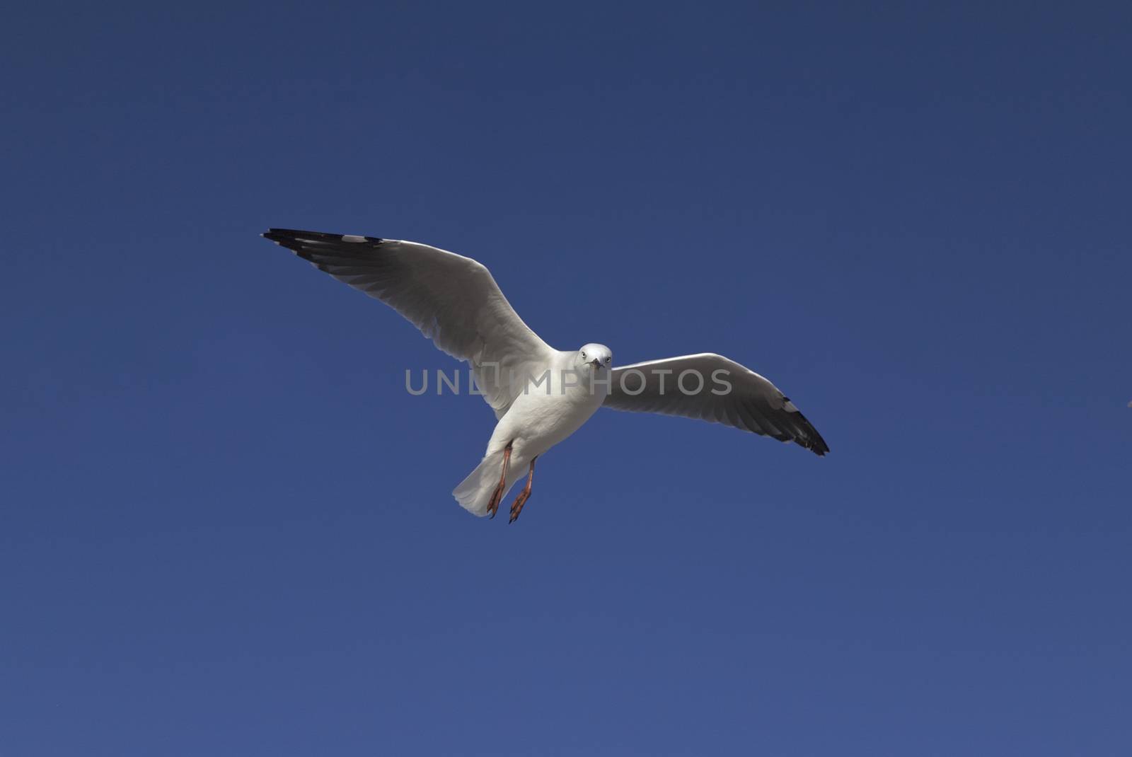 Flying Seagull in the sky at the Beach