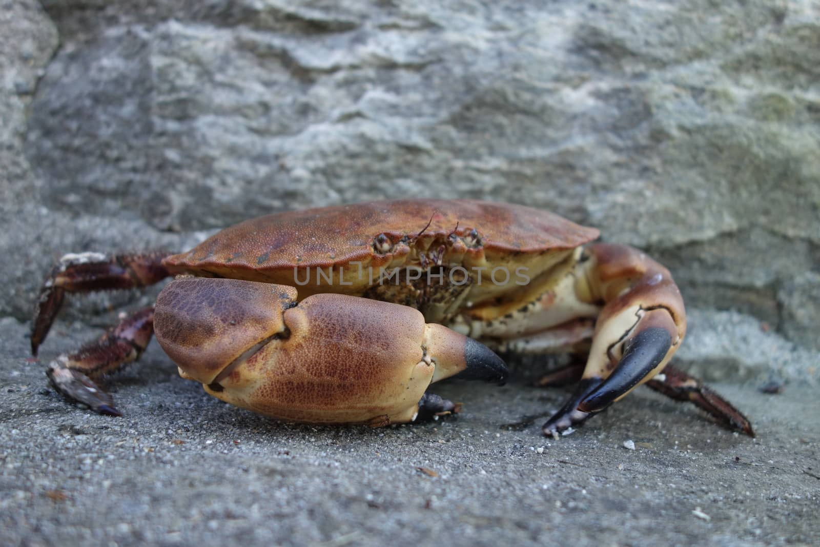 Alive crab from Norway