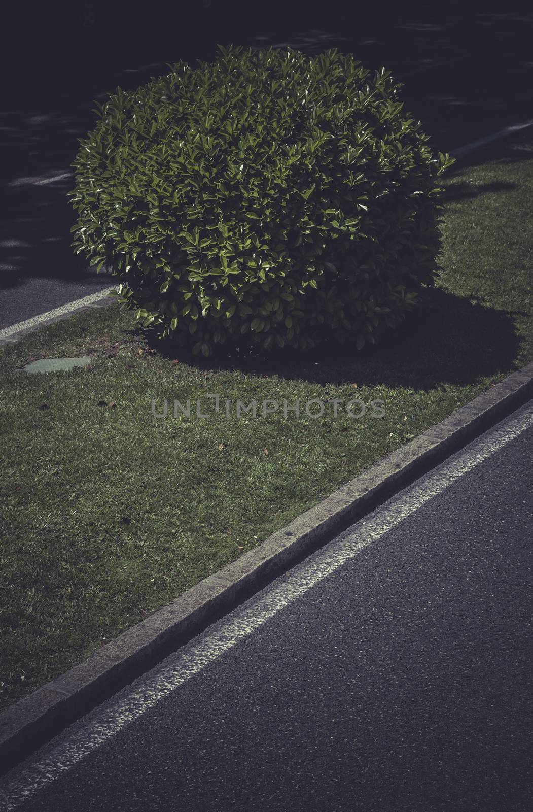 Bush, Image of the city of Madrid, its characteristic architectu by FernandoCortes