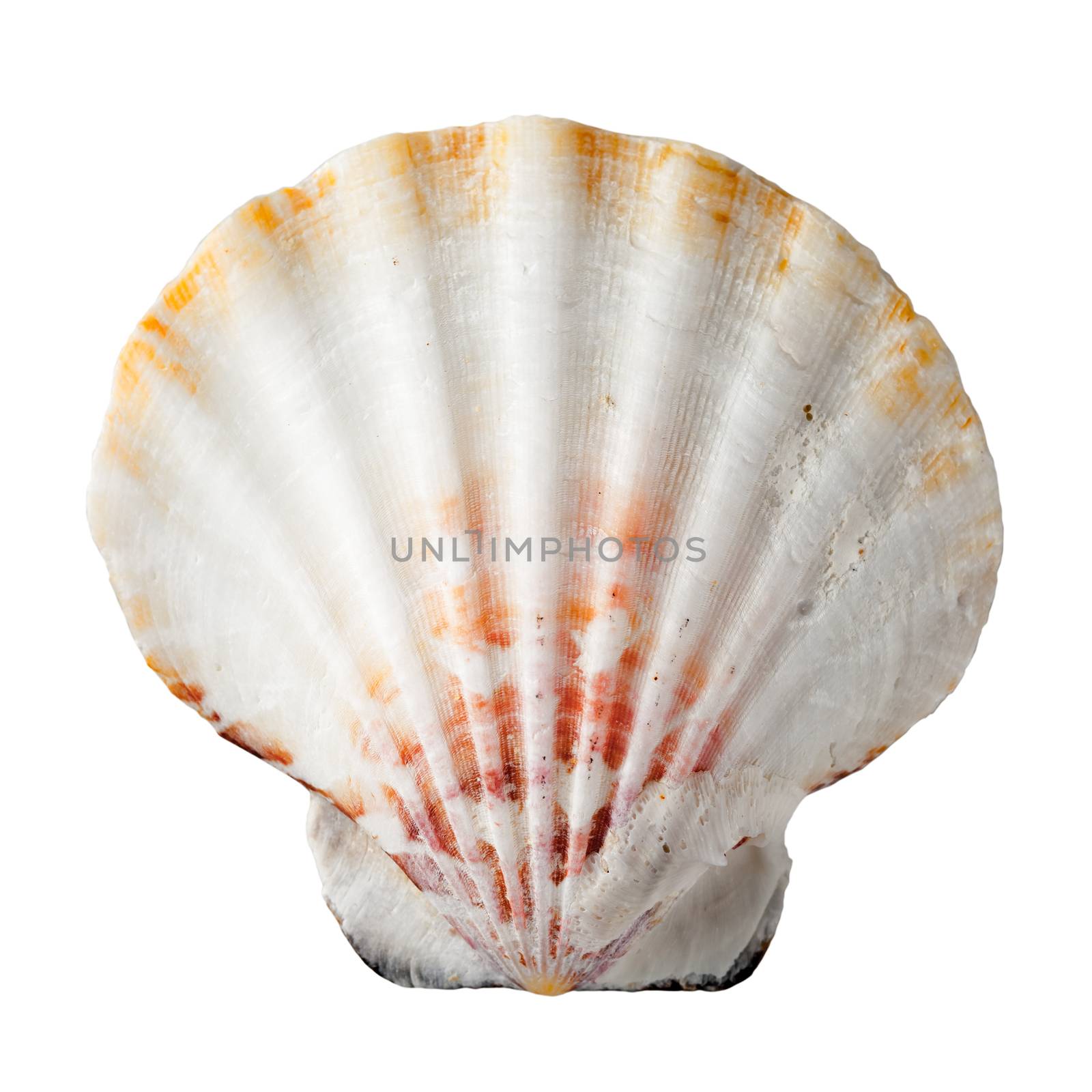 Sea shell isolated on white background. Top view