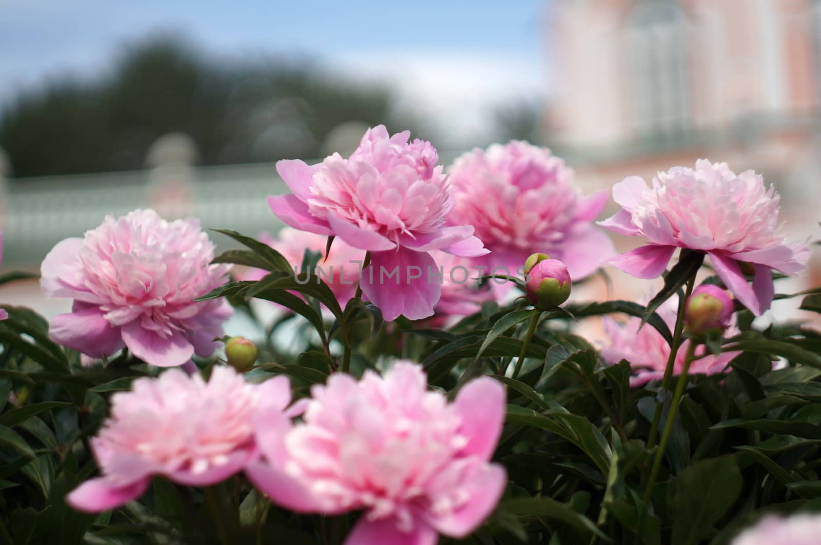Blooming peonies on background unfocused Palace                               