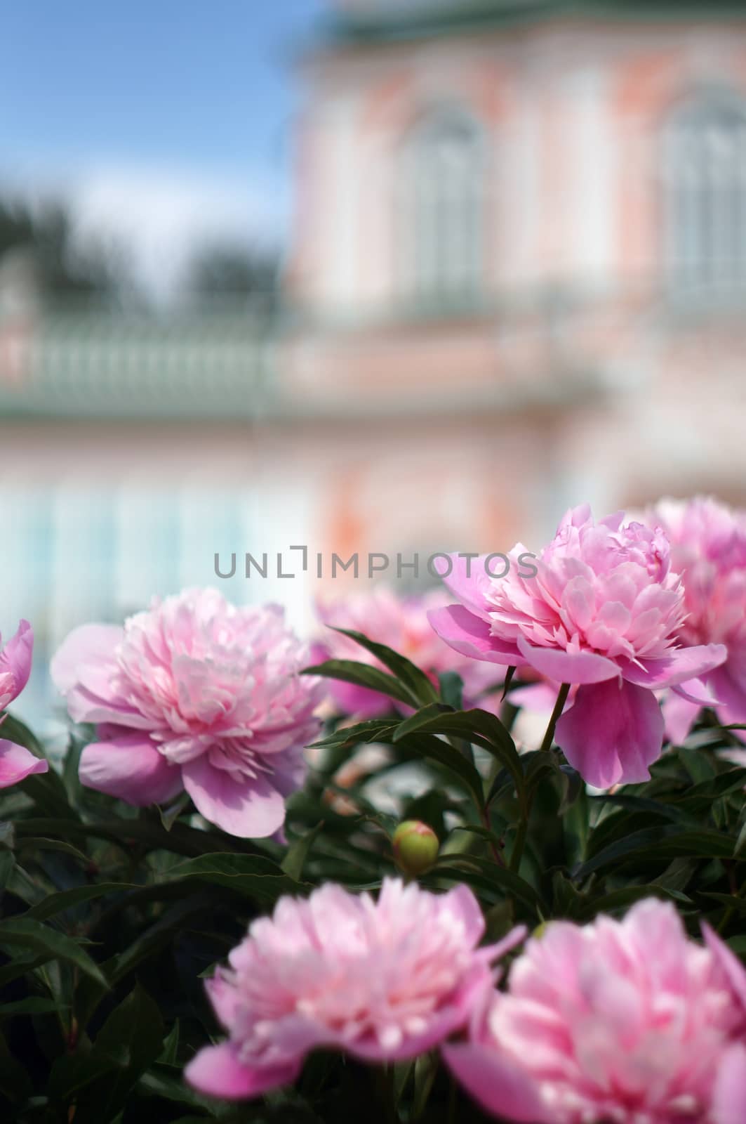  Blooming peonies on background unfocused Palace                              