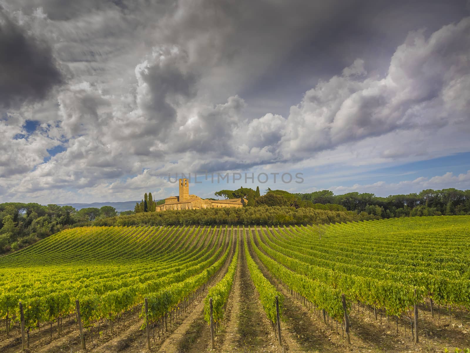 Vineyards located in Chianti, bordering Tuscany