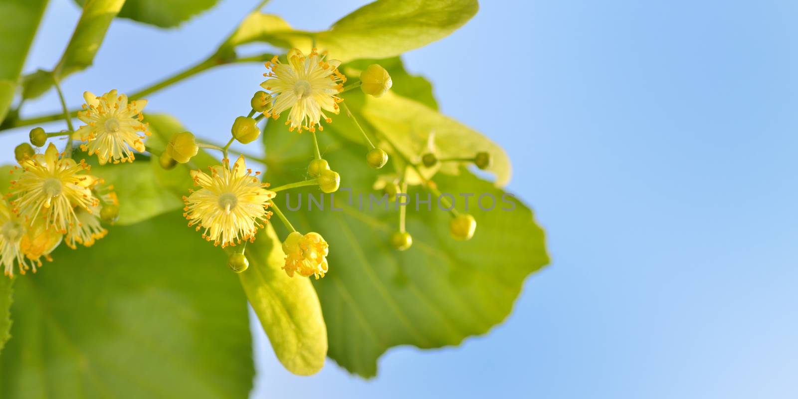 Branch of lime flowers in garden on sky background, close up