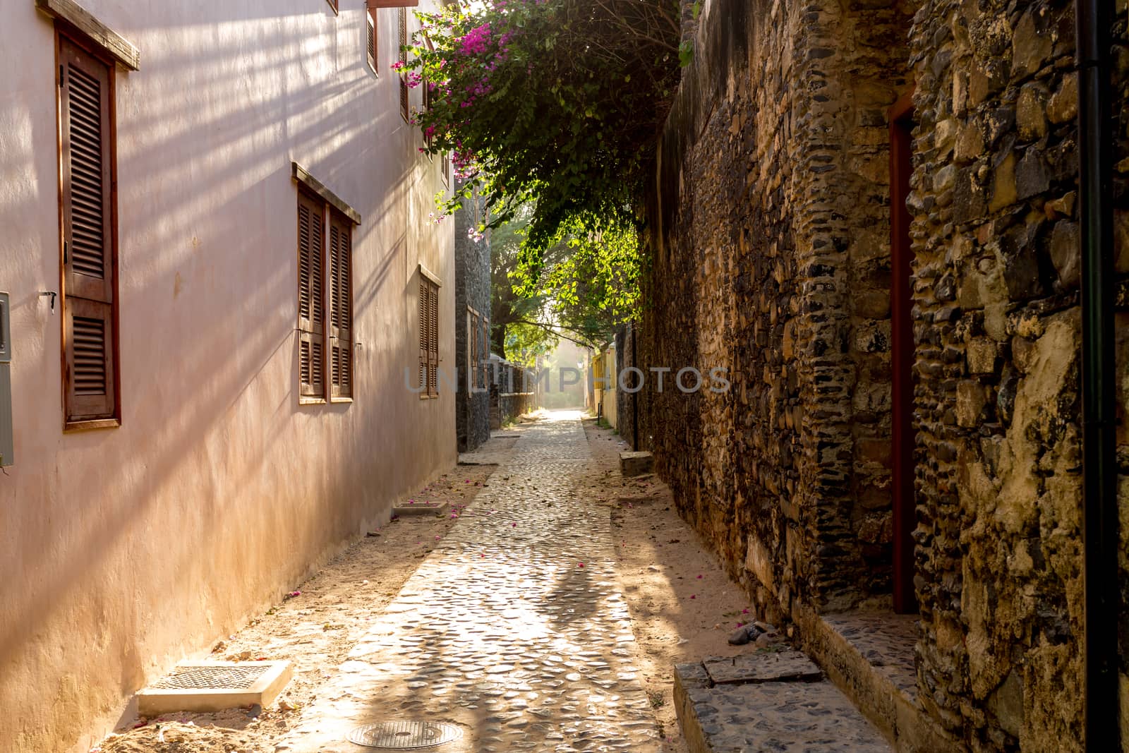 The morning sun shining through the overhanging plants in a narrow alley of Goree Island