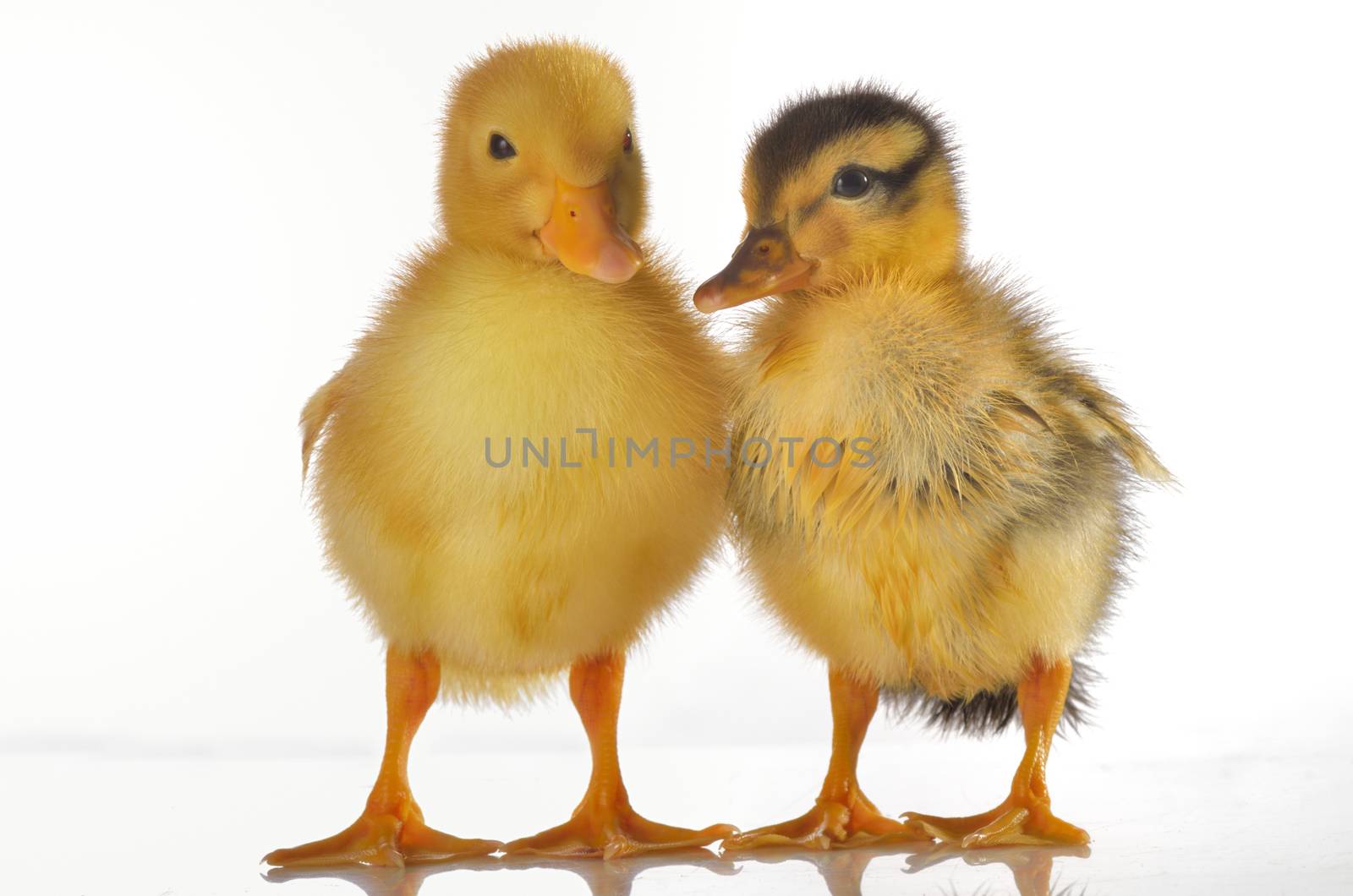 Two ducklings isolated on white, shoot in studio