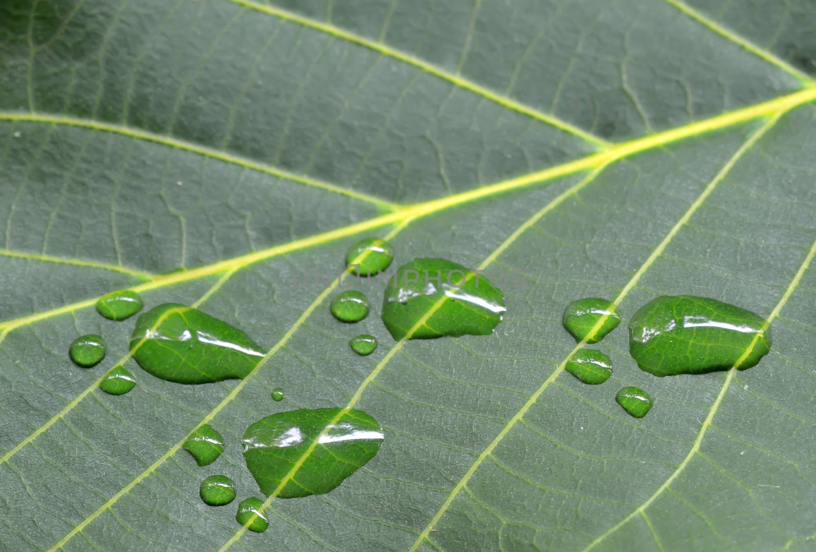 A close up of footprints on green leaf of walnut