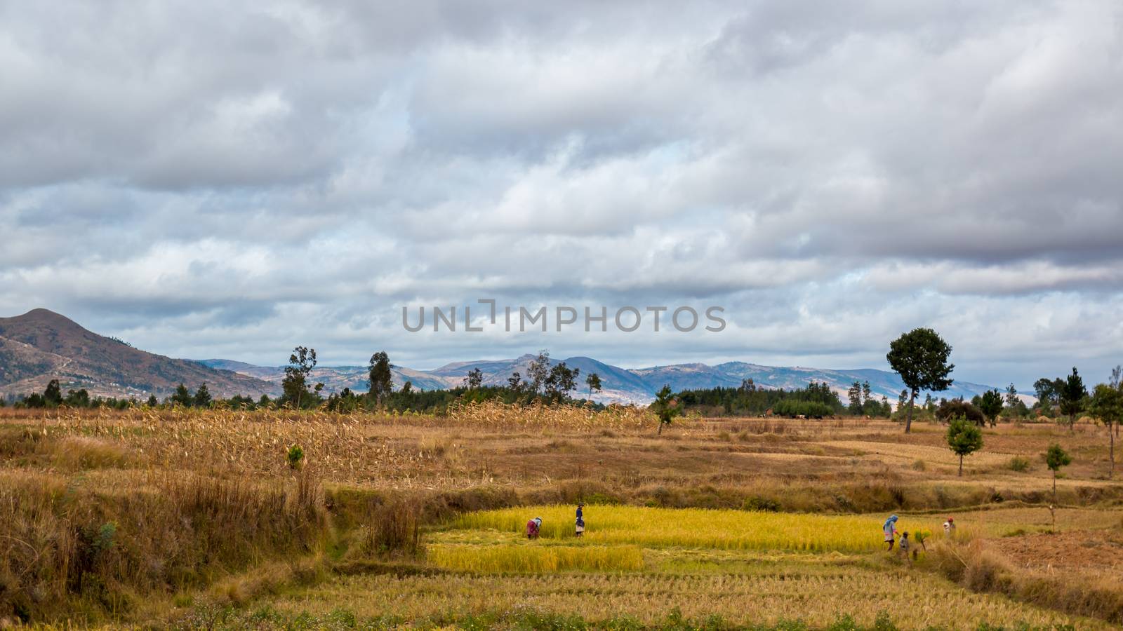 Malagasy men and women working in the fields during harvest time in the central highland regions of Madagascar on May 23, 2014.