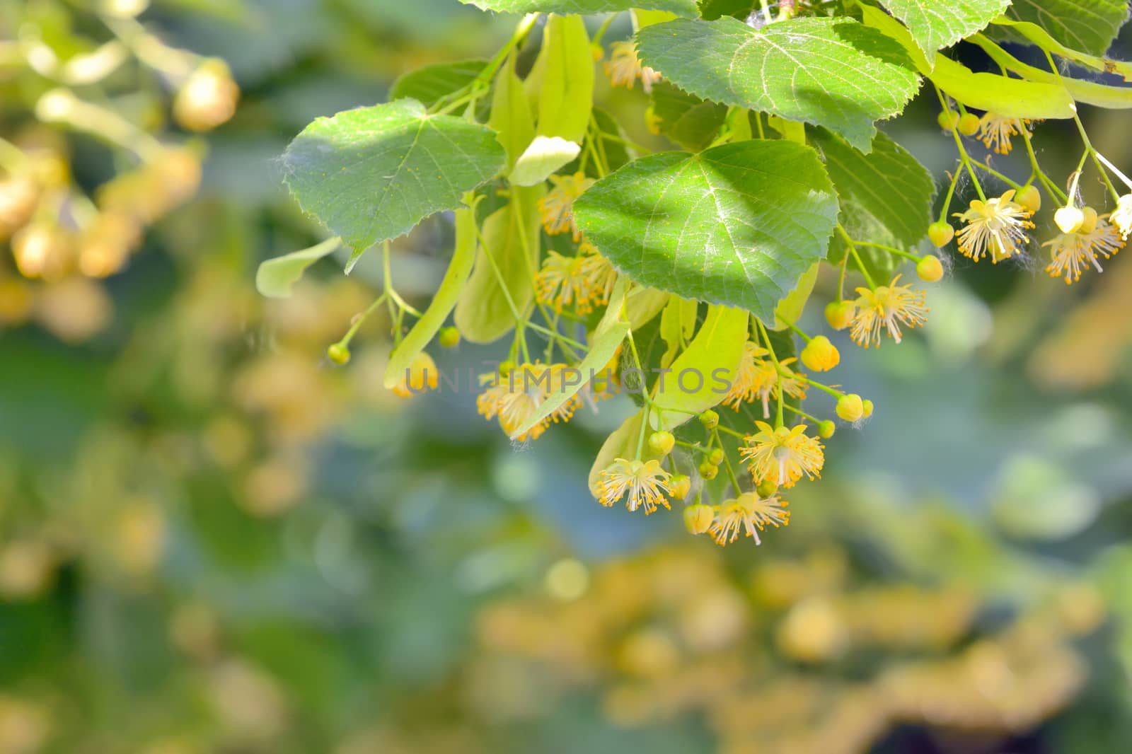 Branch of linden flowers in garden, closeup
