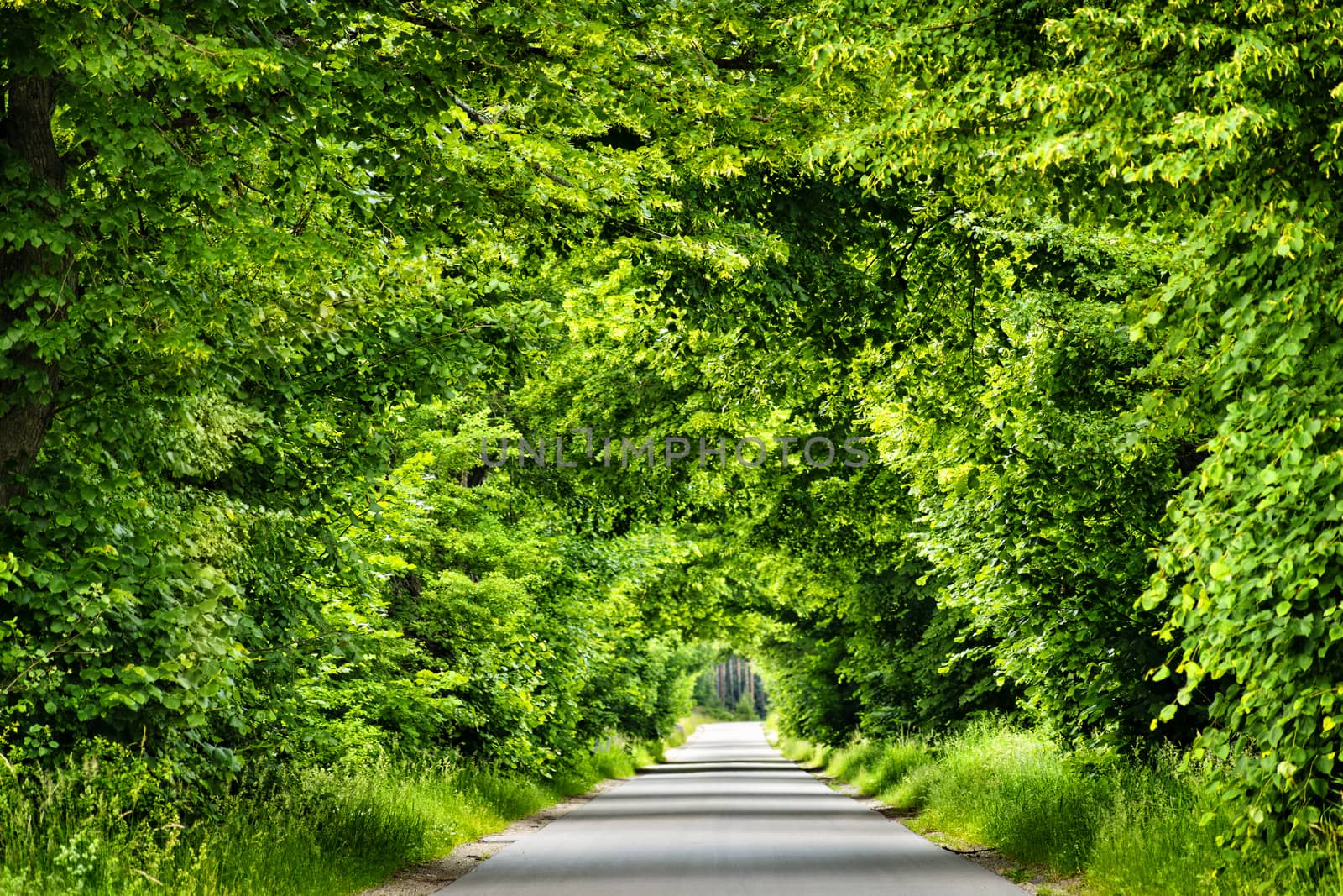 Green road tunnel. by Pietus