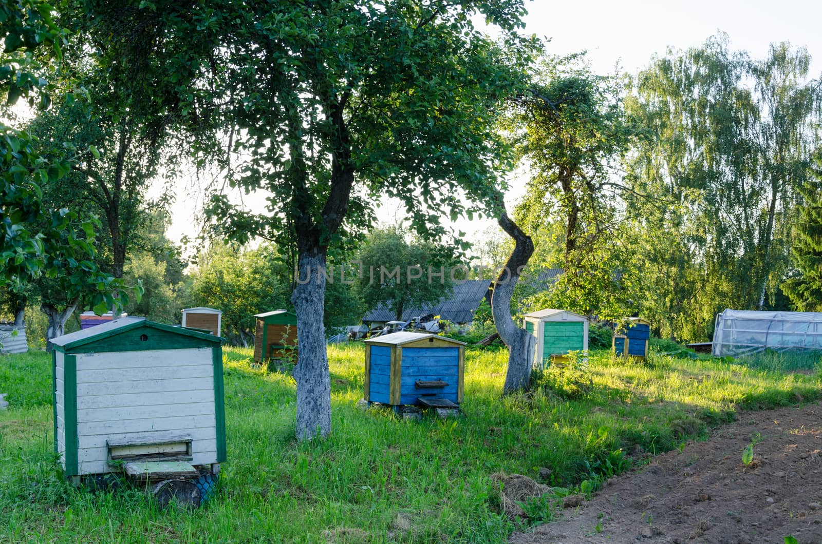colorful row of hives between apple tree evening sun lit rural garden