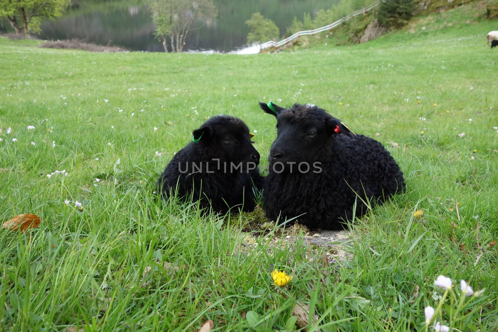 Sheep from Øvre Eide farm in Bergen, Norway