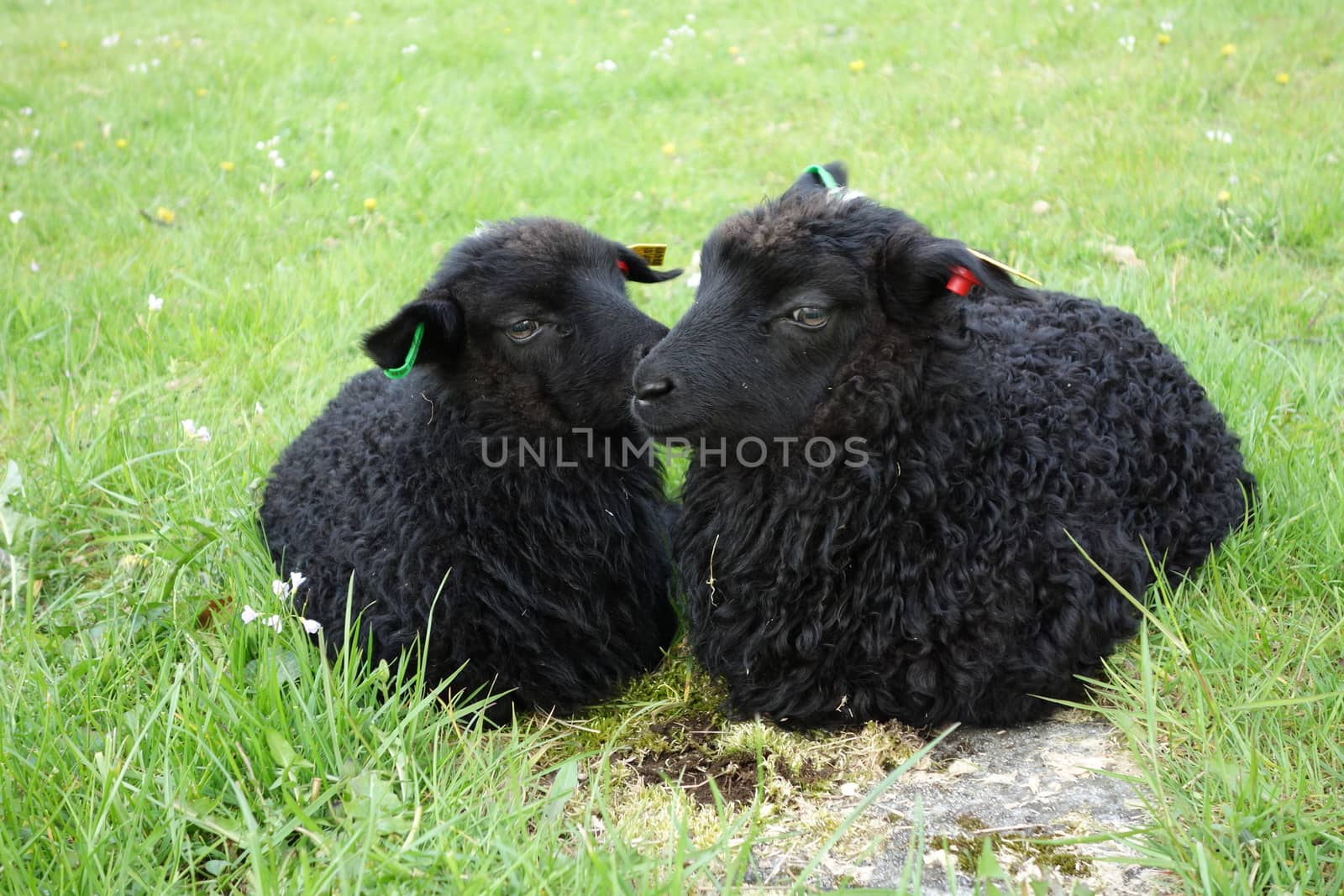 Sheep from Øvre Eide farm in Bergen, Norway