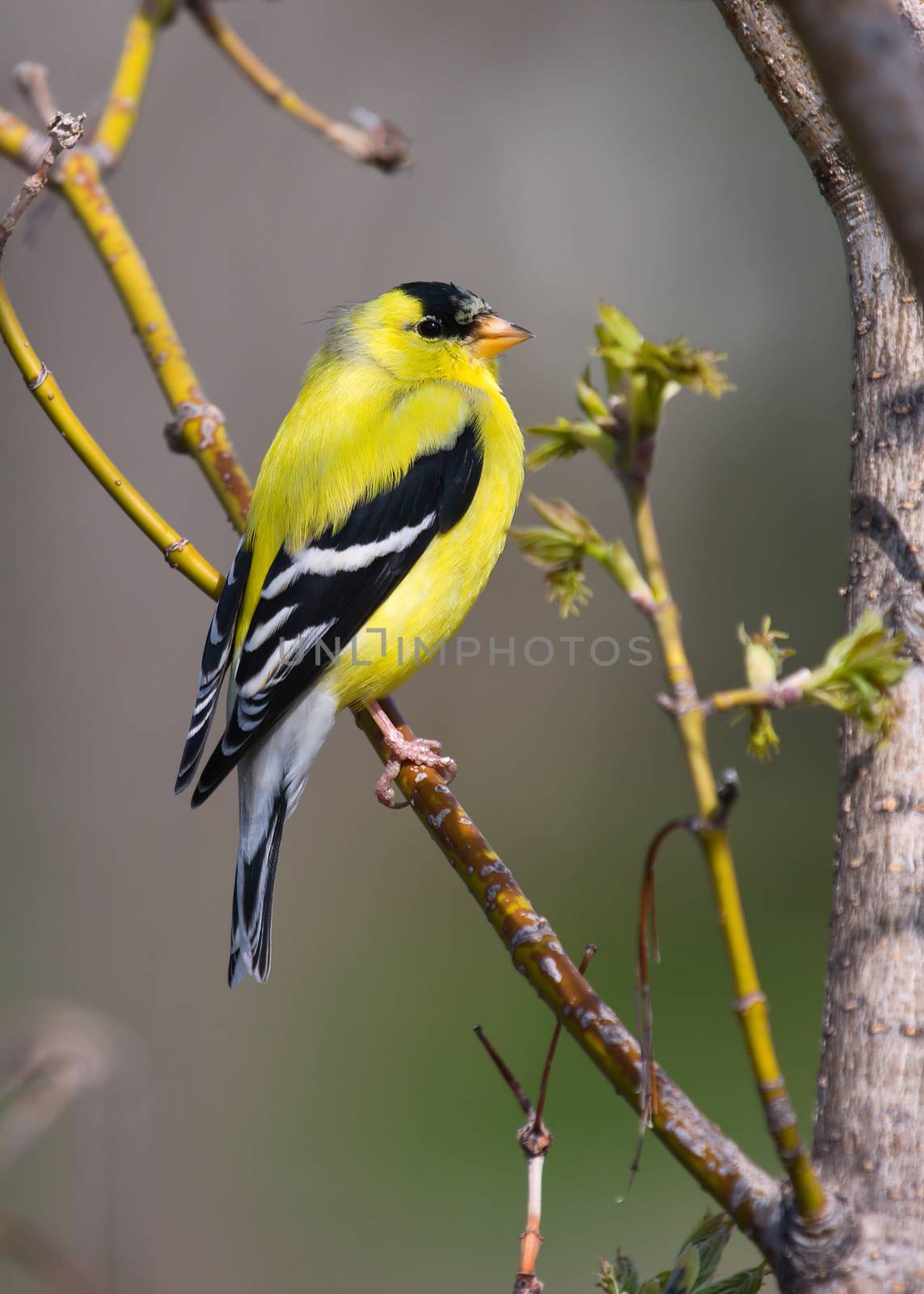 Goldfinch Perched by Coffee999