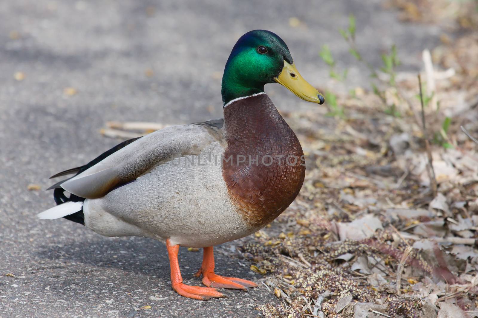 Closeup of a mallard walking by.