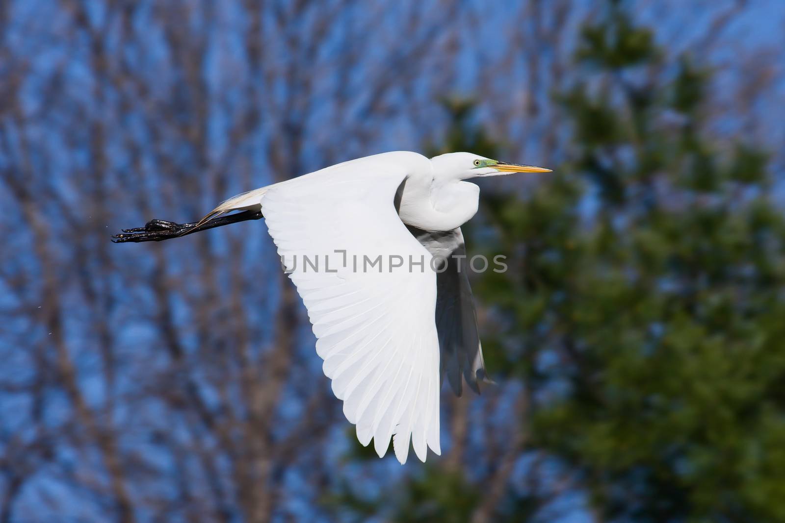 Great Egret flying to a new fishing spot.