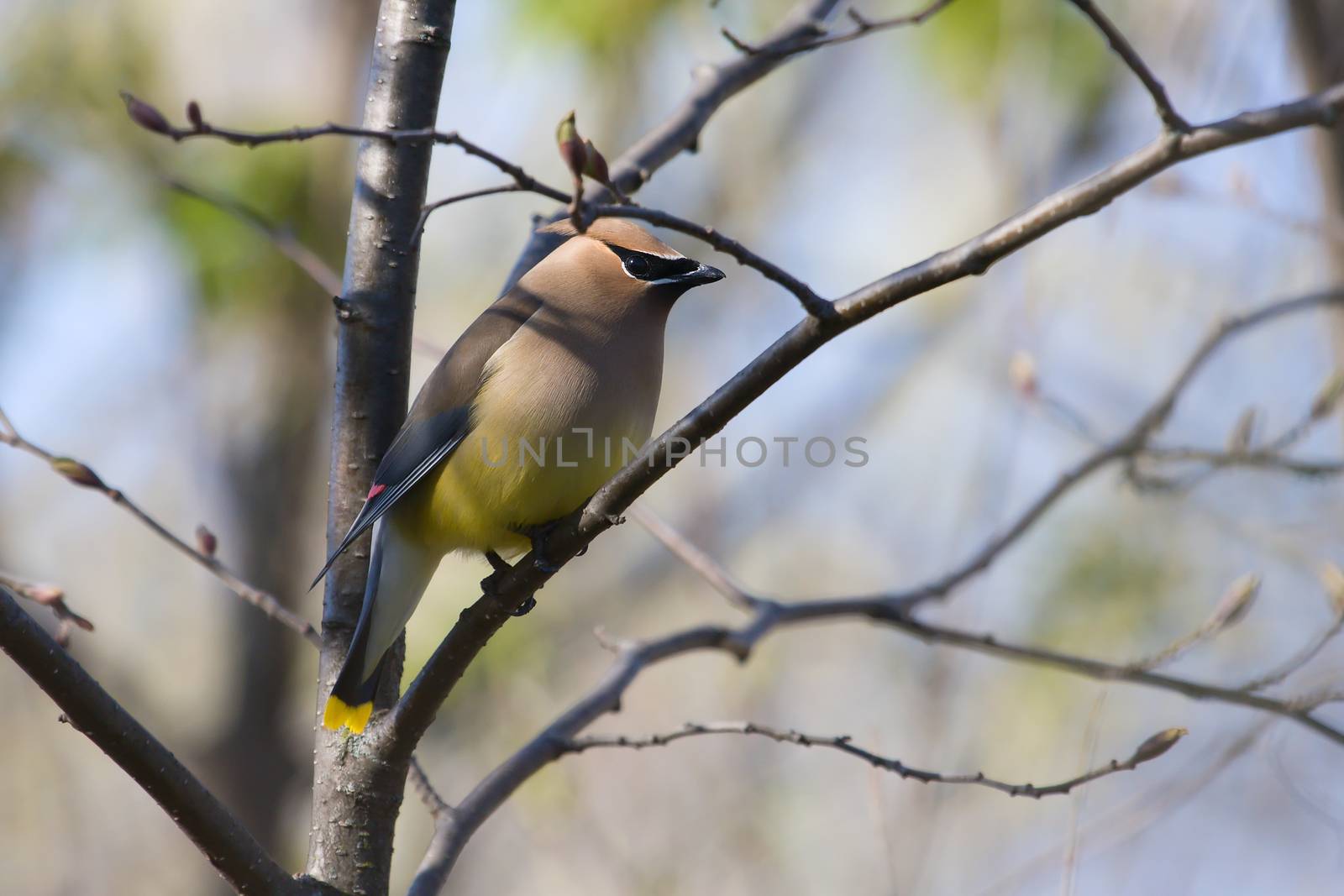 Cedar Waxwing perched on a branch.