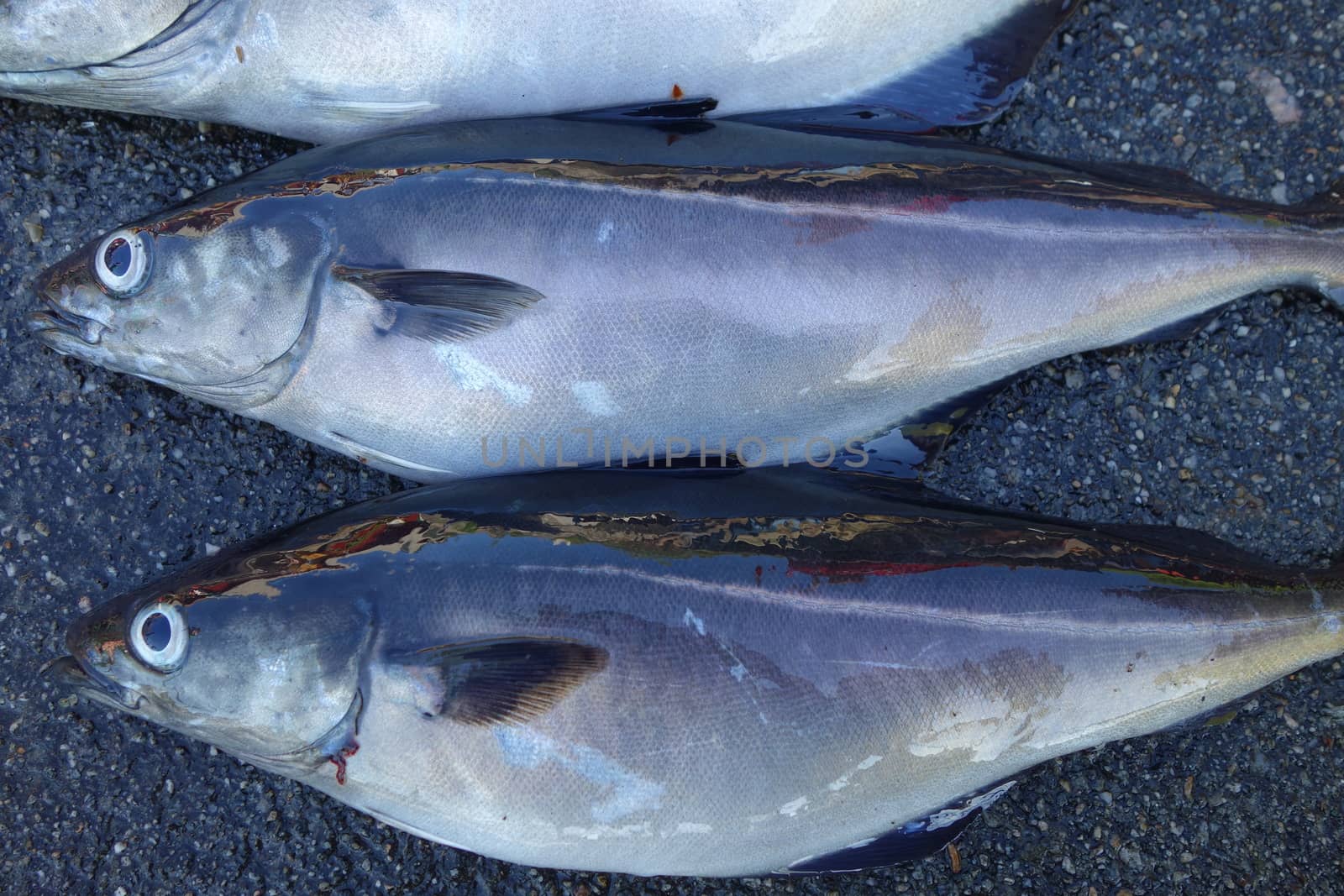 Pollack fishing in Bergen, Norway