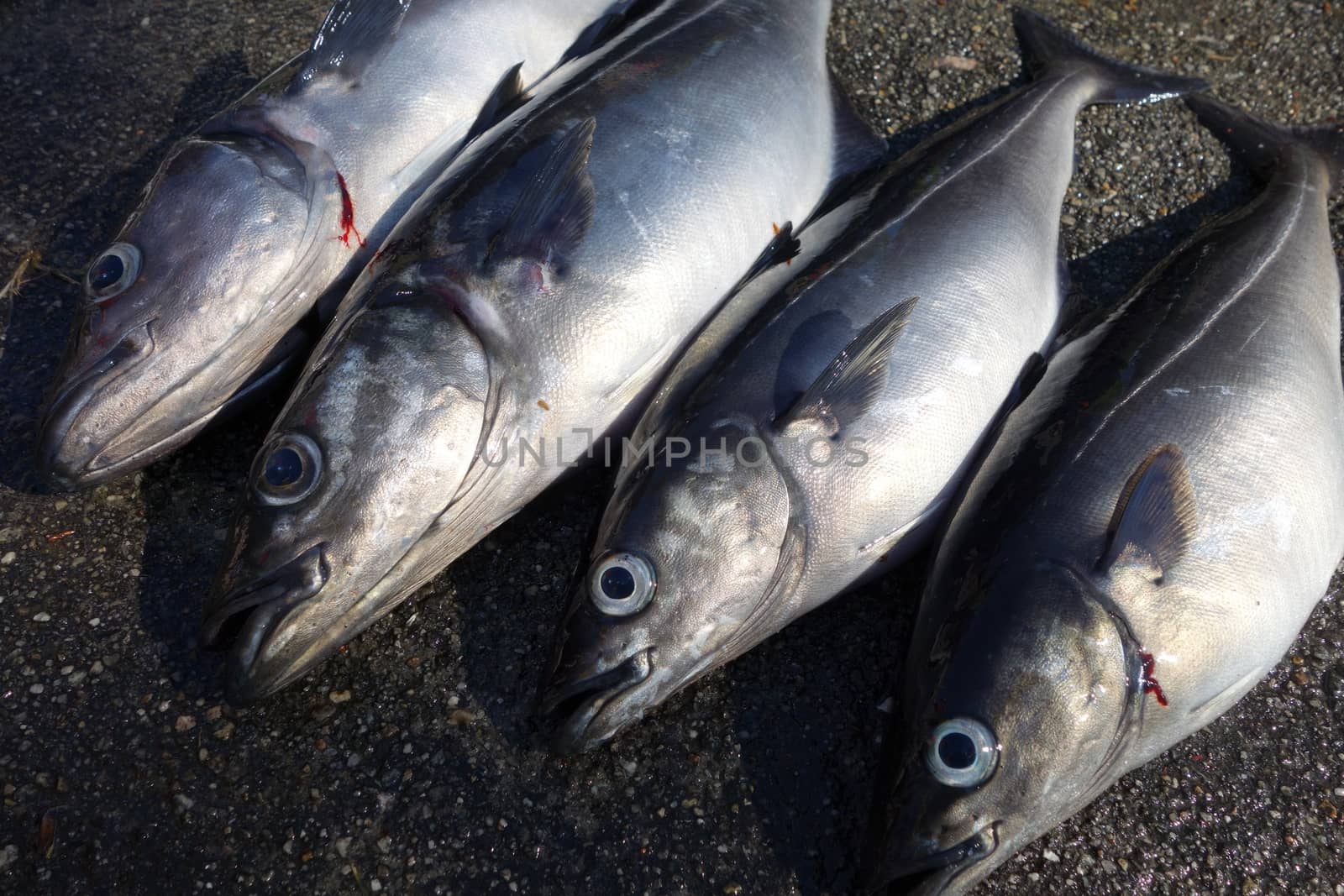 Pollack fished in Bergen, Norway