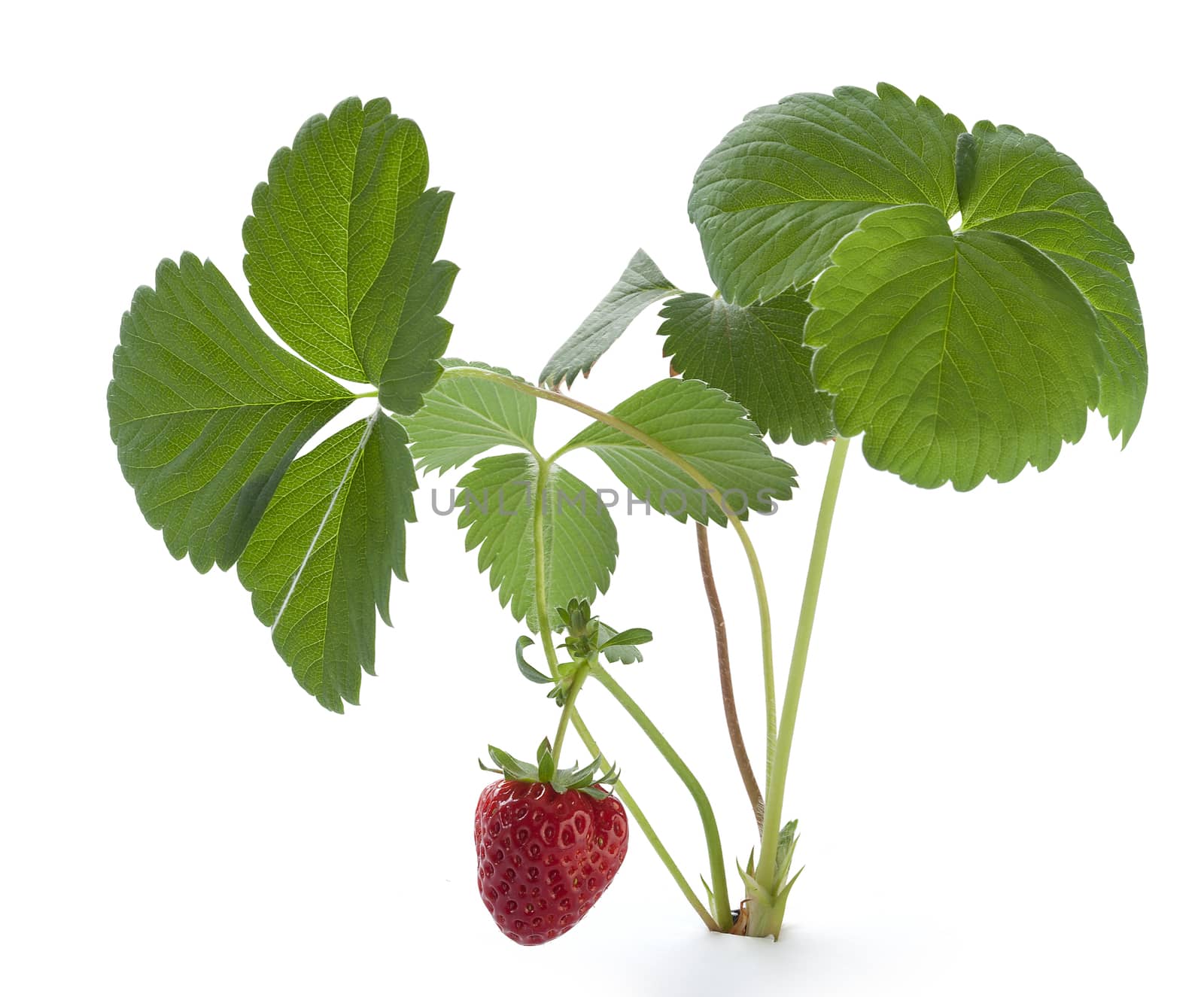 Isolated bush of wild strawberry on the white