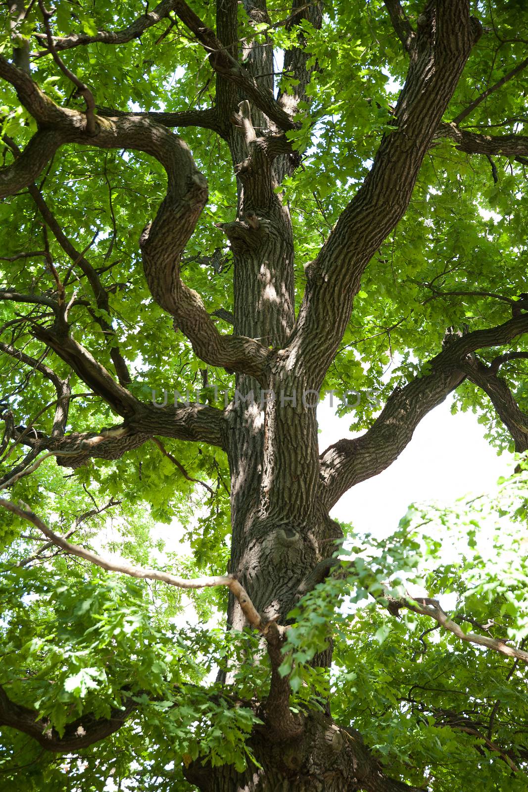 Trunk and branch of oak in the green park