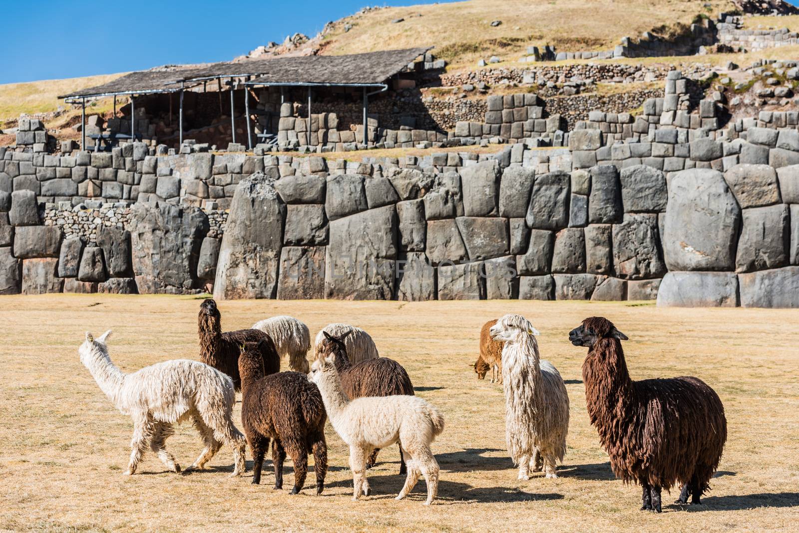 Alpacas  Sacsayhuaman ruins peruvian Andes  Cuzco Peru by PIXSTILL