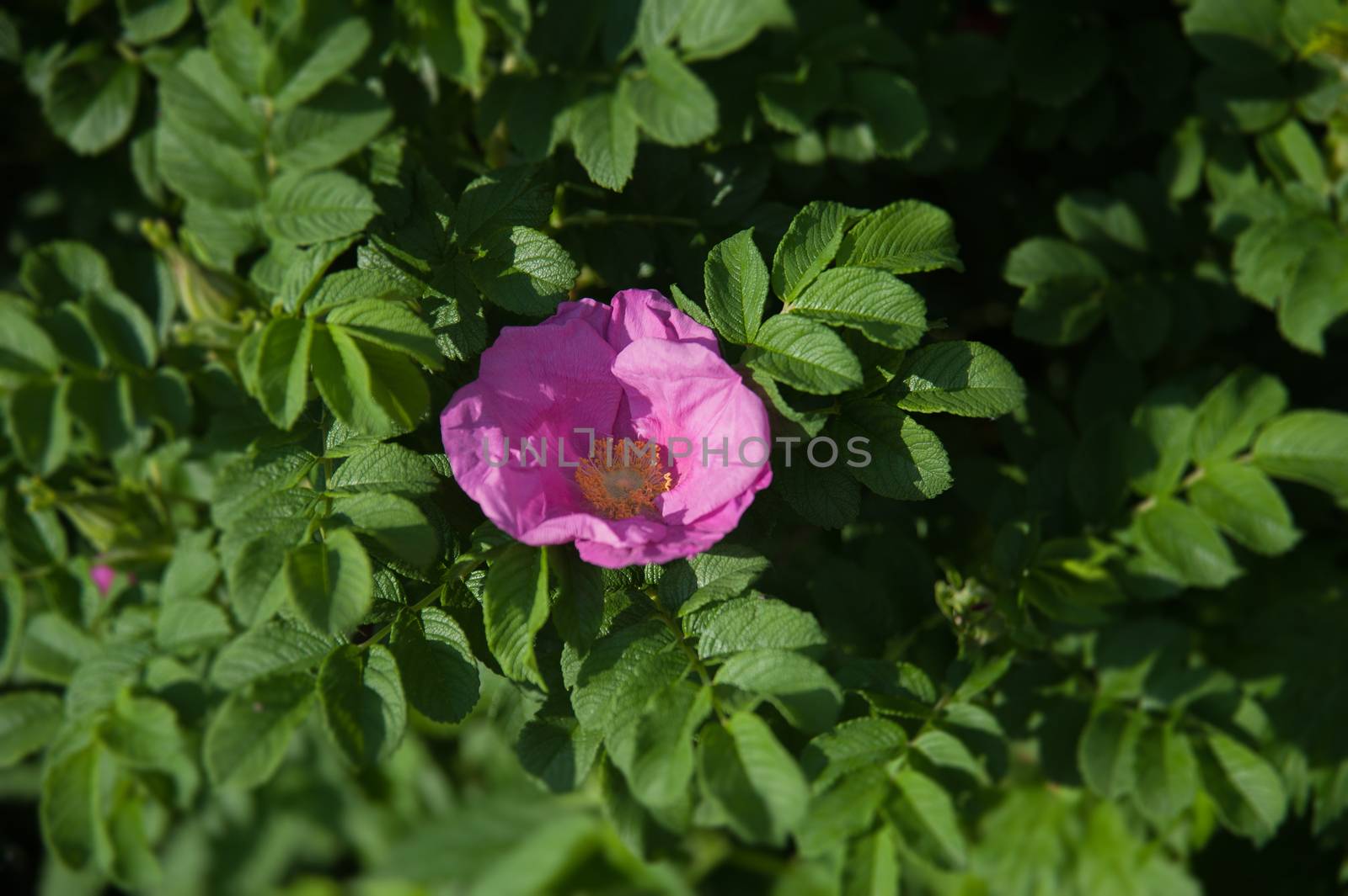 Flowers of dog-rose by raduga21