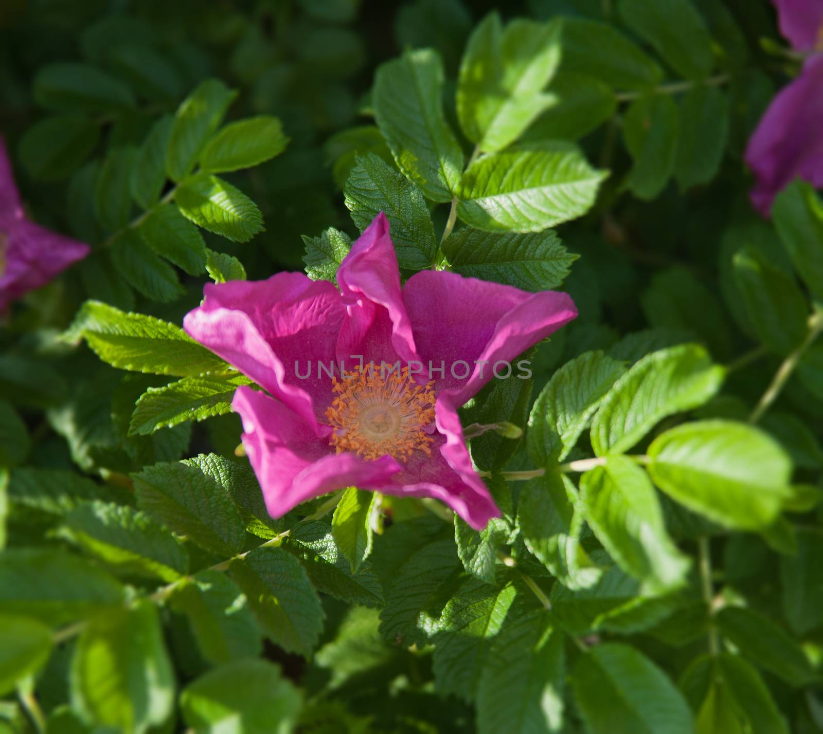 Flowers of dog-rose by raduga21