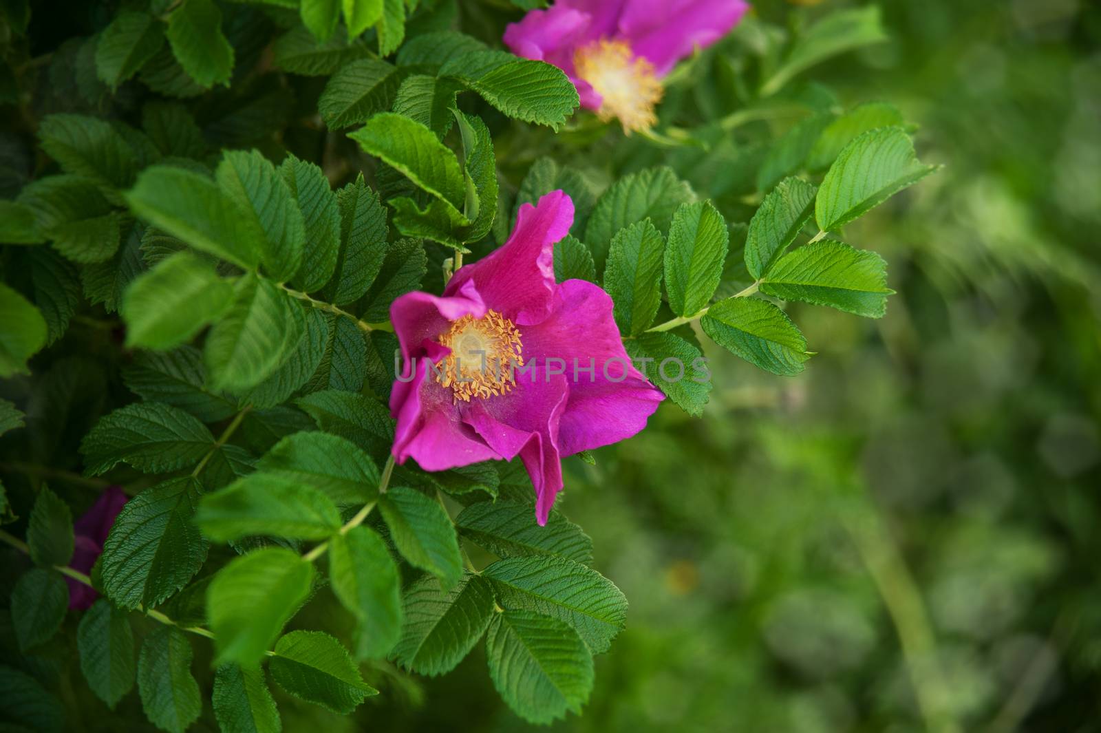 Flowers of dog-rose by raduga21