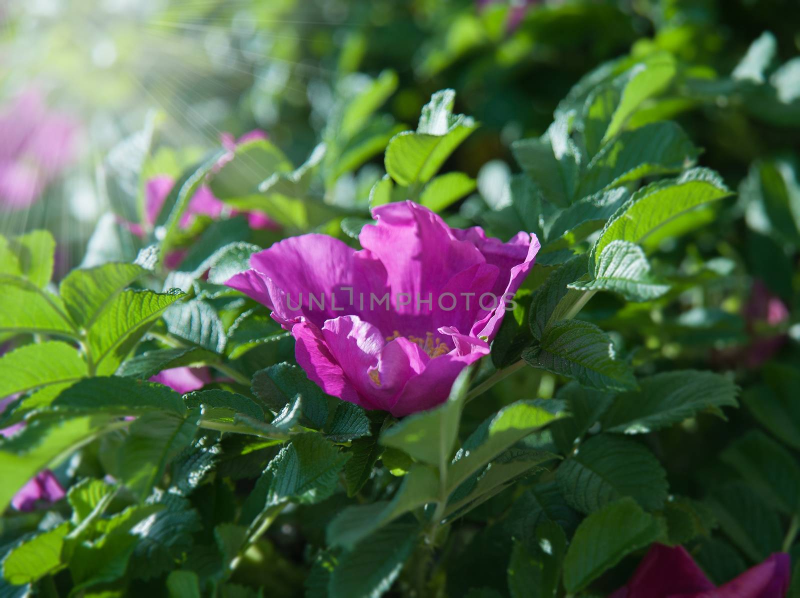 Flowers of dog-rose by raduga21