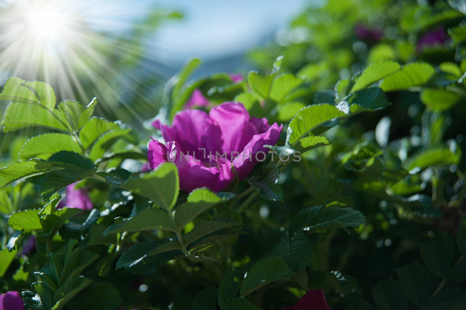 Flowers of dog-rose by raduga21