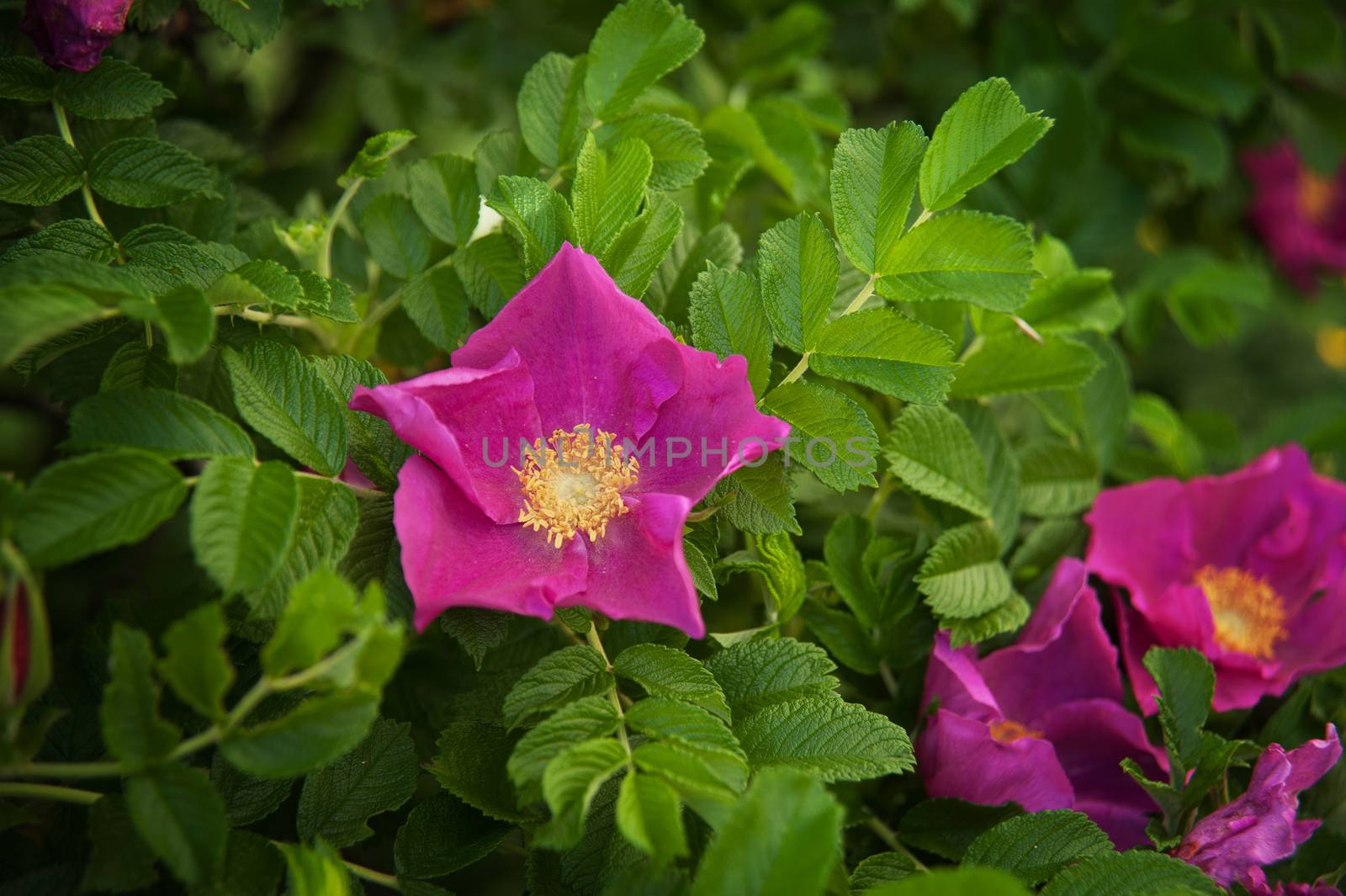 Flowers of dog-rose by raduga21