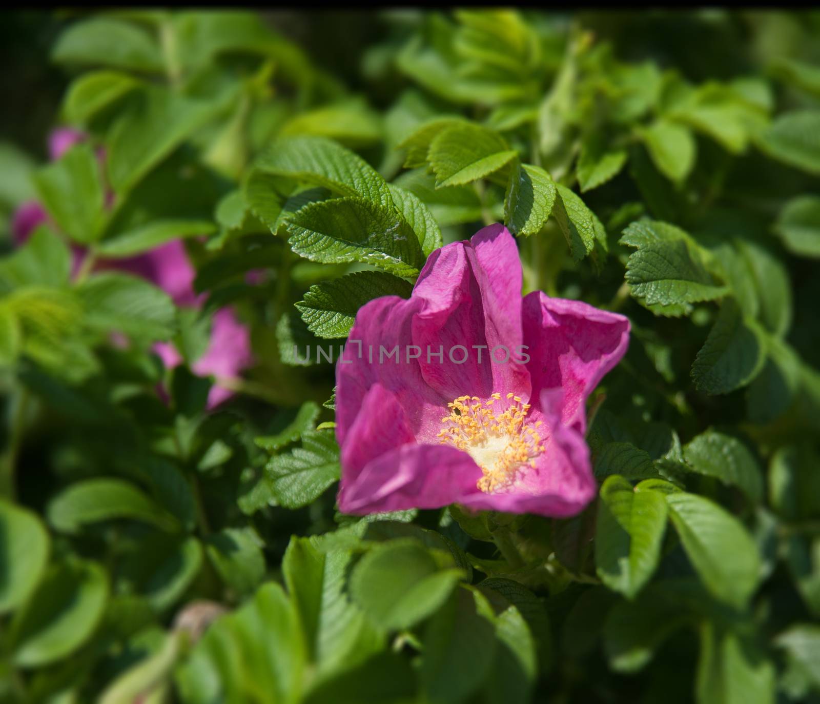 Flowers of dog-rose by raduga21