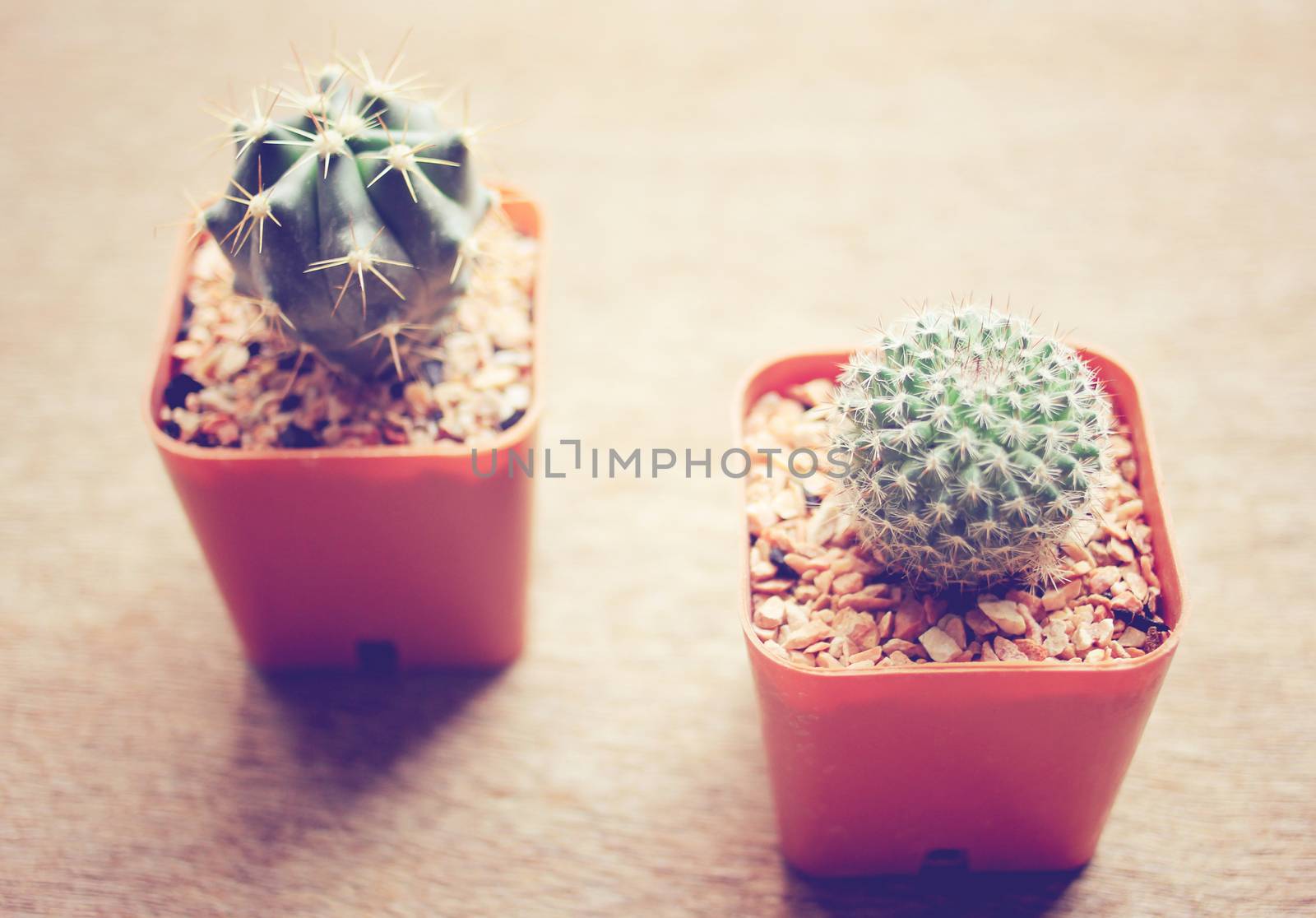 Two cactus for decorated with retro filter effect by nuchylee