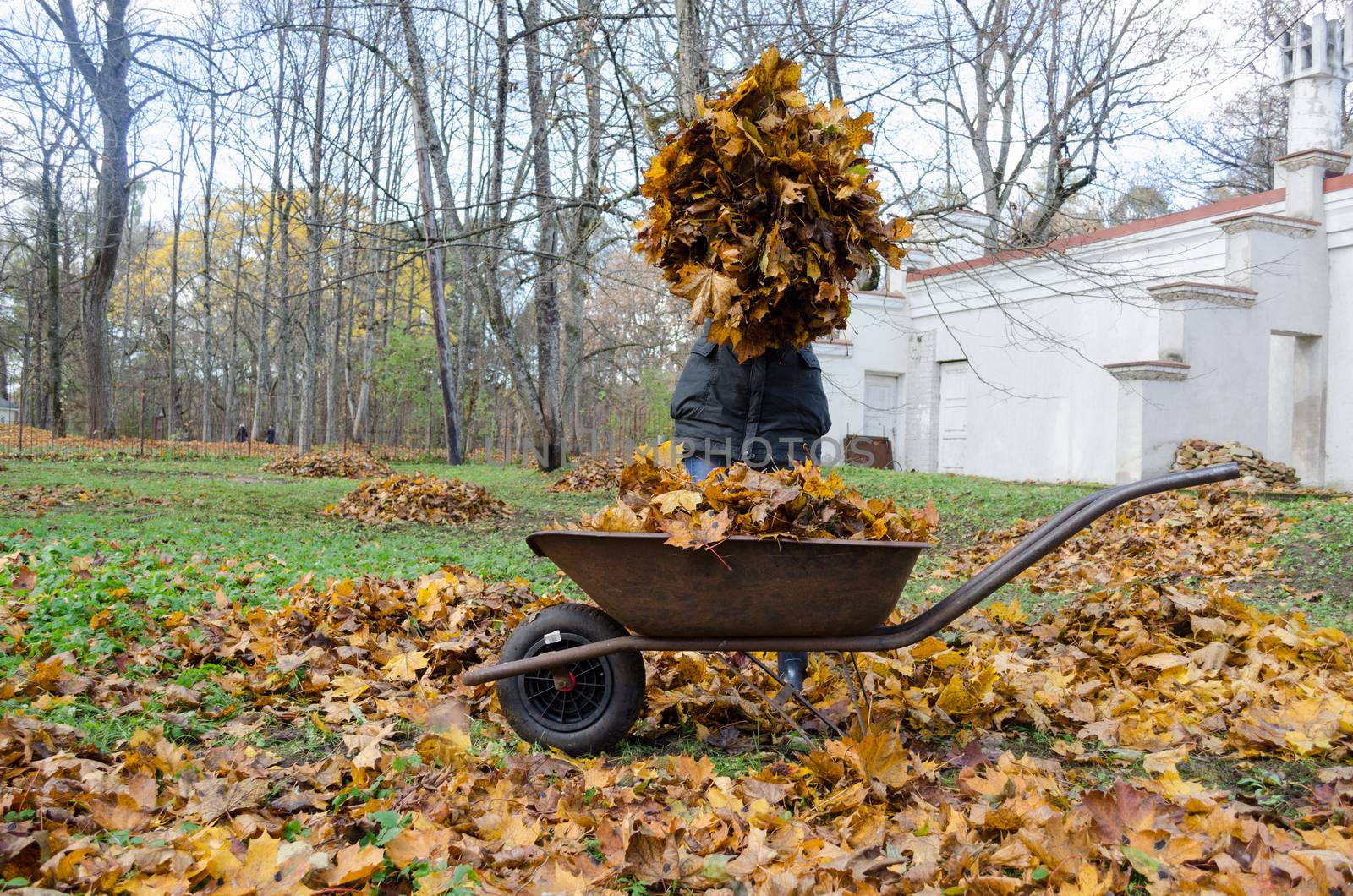 gardener hold big pile of dry brown autumn leaves near the old barrow. Seasonal garden rake work.