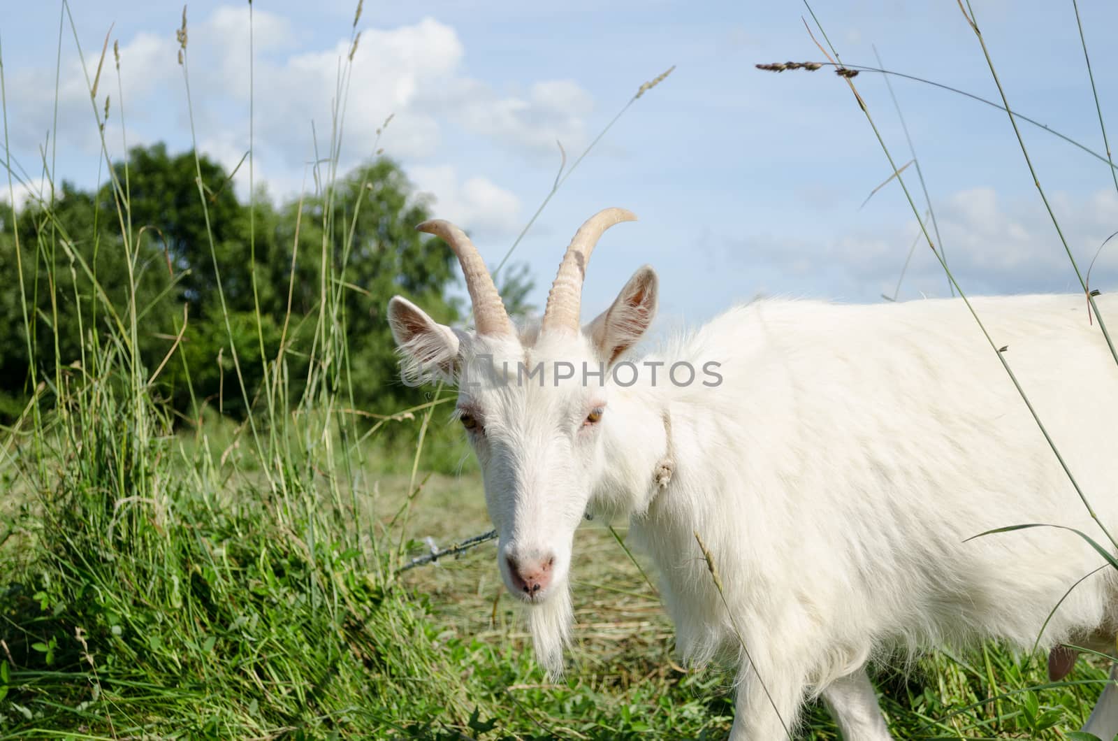 white goat in green meadow pasture by sauletas