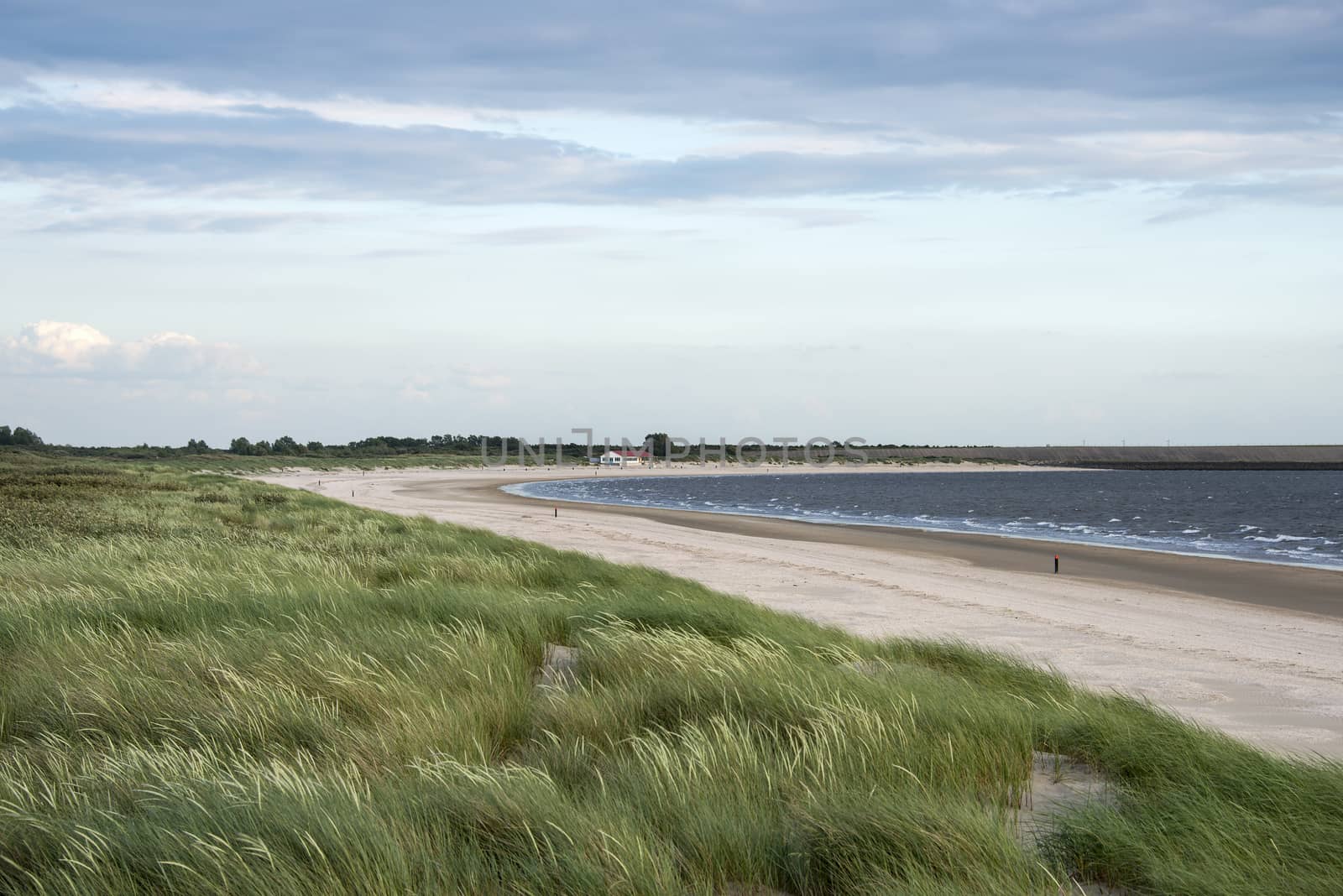 the green waving grass at the dunes near the northsea in holland