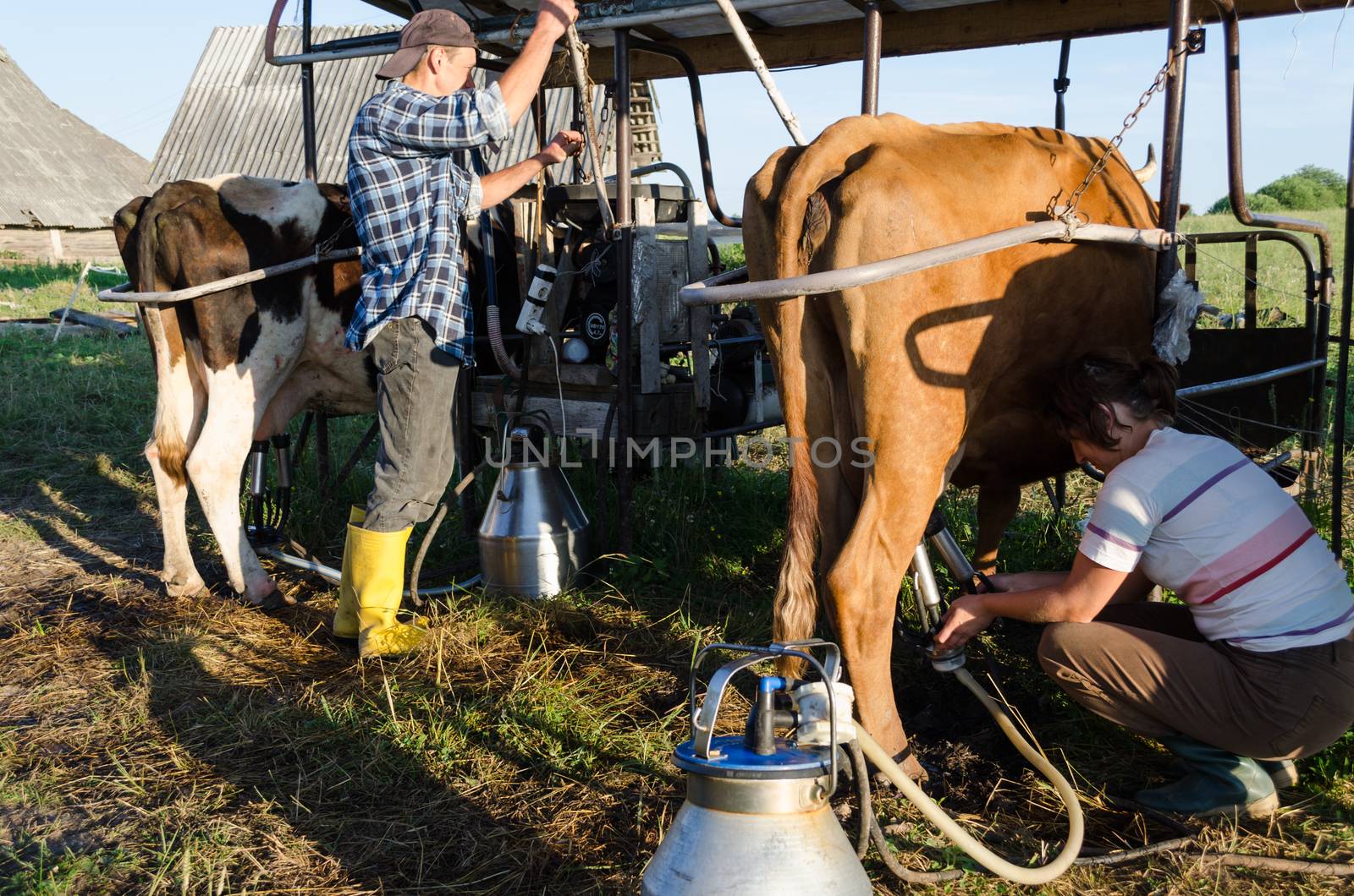 LIVONYS, LITHUANIA - CIRCA JUNE 2013 - Young farmers ryots couple prepare cow animals for milking in rural farm circa June 2013 in Livonys.