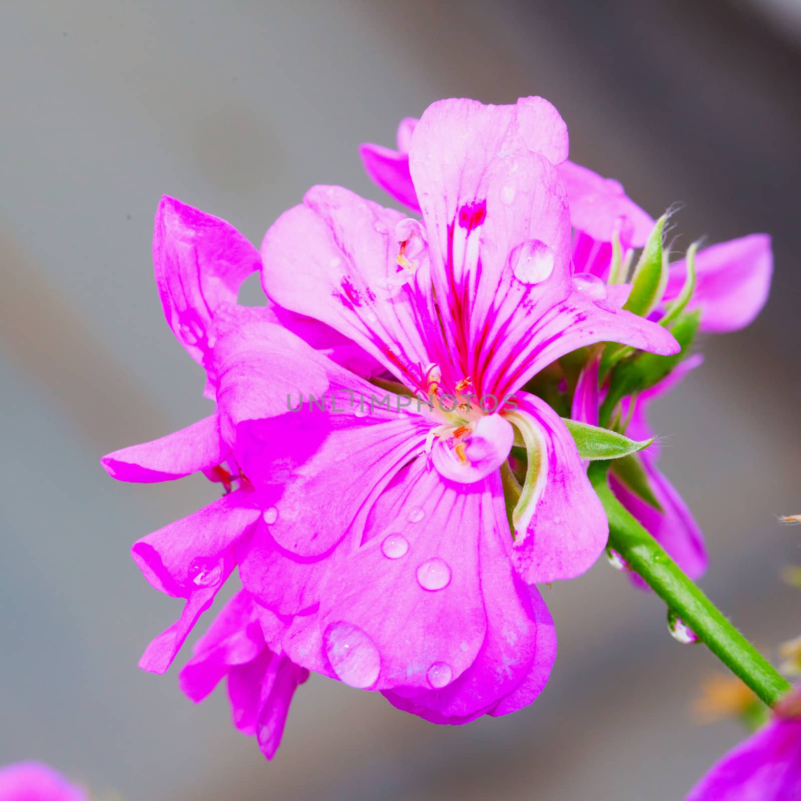 Pink geranium with drops of water in close up