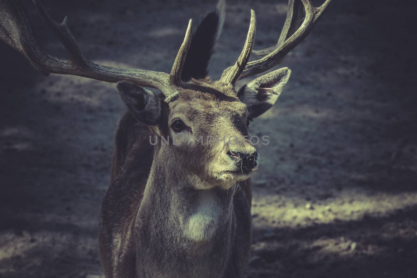 Deer with horns by FernandoCortes